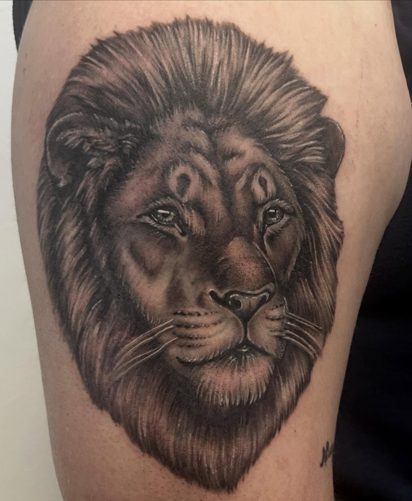 Lion realism tattoo on the thigh by Amber Rose