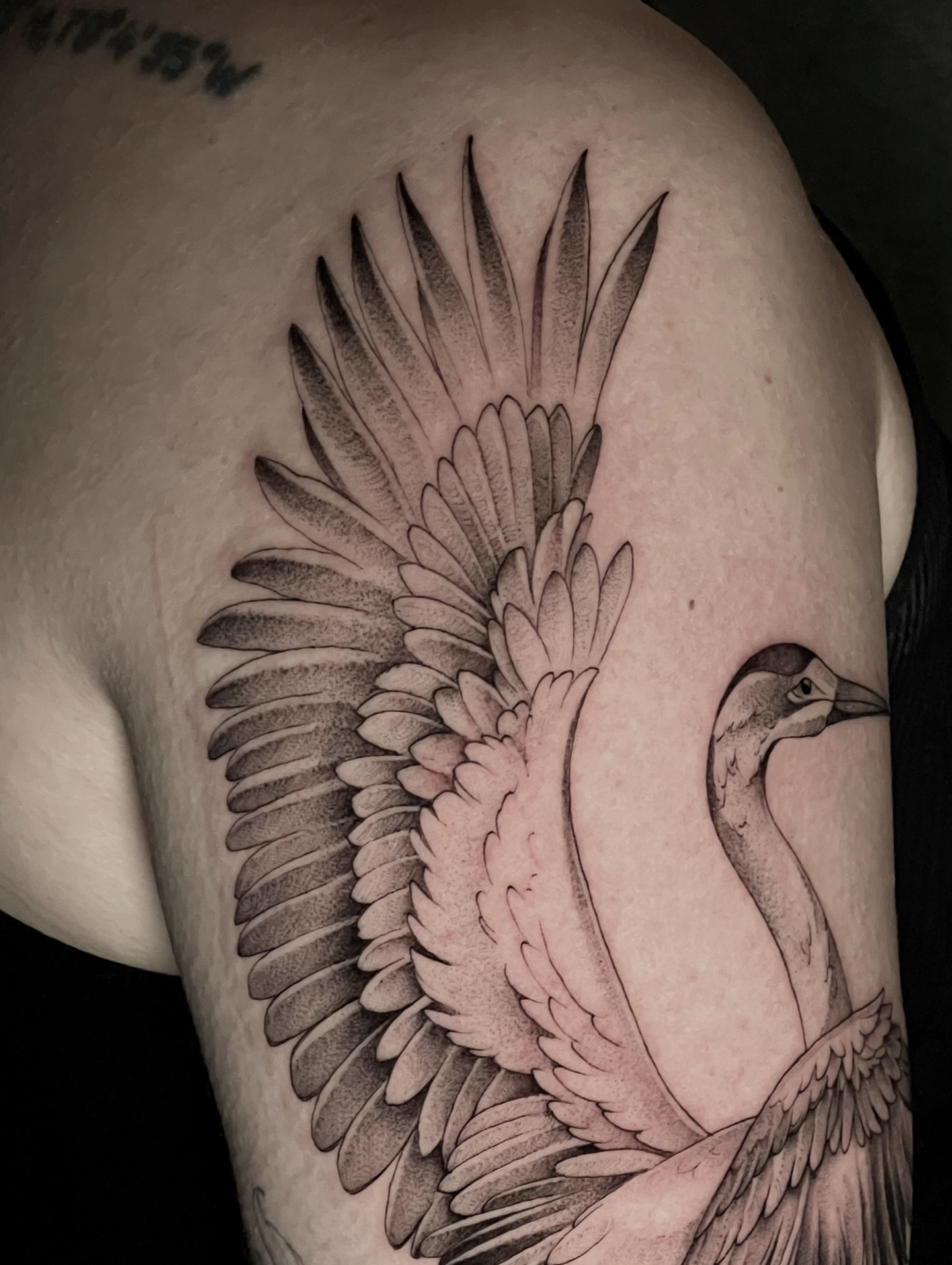 Swan dotwork tattoo on the shoulder by Tehnaya