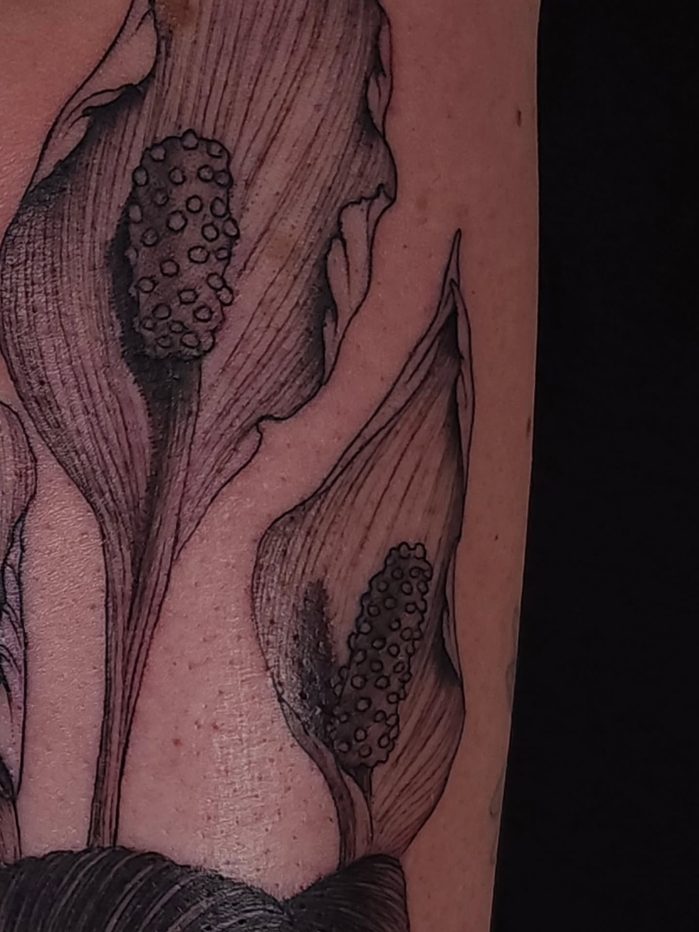 Calla lily dotwork tattoo on the forearm by ๐ฏ๐๐๐๐ ๐ท๐๐๐๐