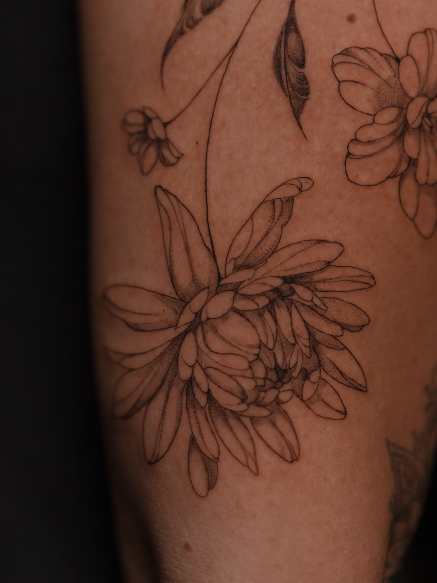 Chrysanthemum black and grey tattoo on the forearm by Jen- San Antonio tattoo artist