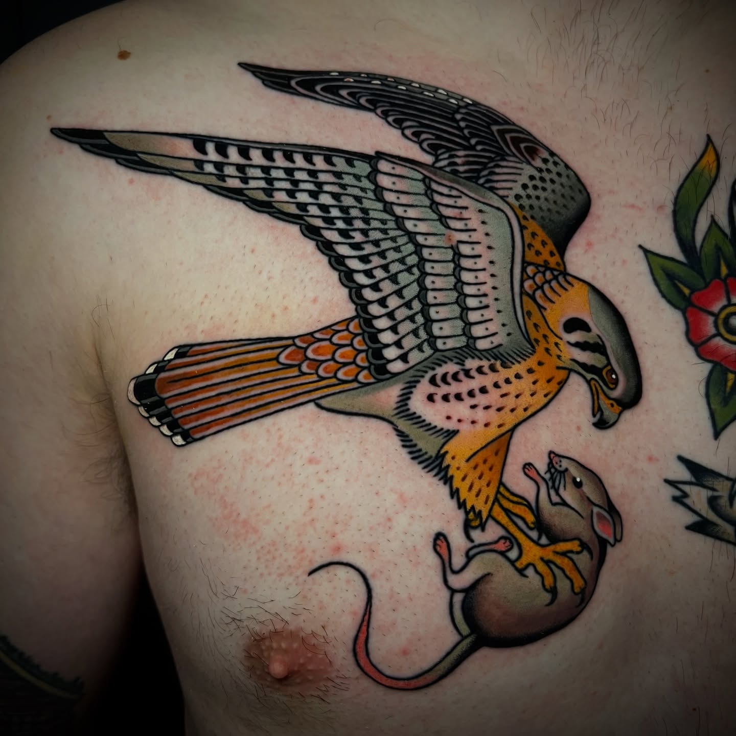 Hawk and mouse American traditional tattoo on the chest by Michael Munter, Philadelphia, Pennsylvania
