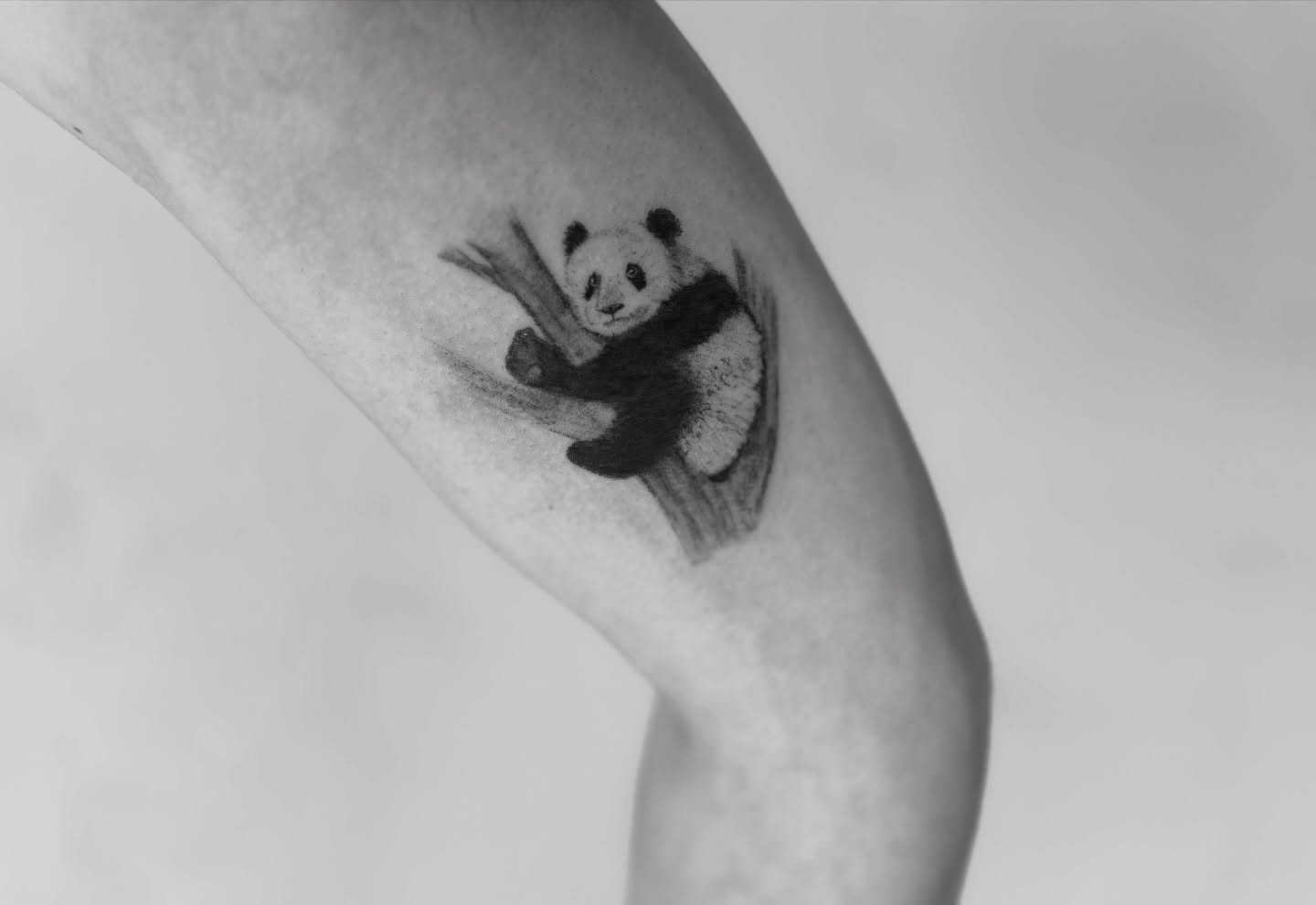Panda realism tattoo on the forearm by Raleigh tattoo artist, Raleigh, North Carolina