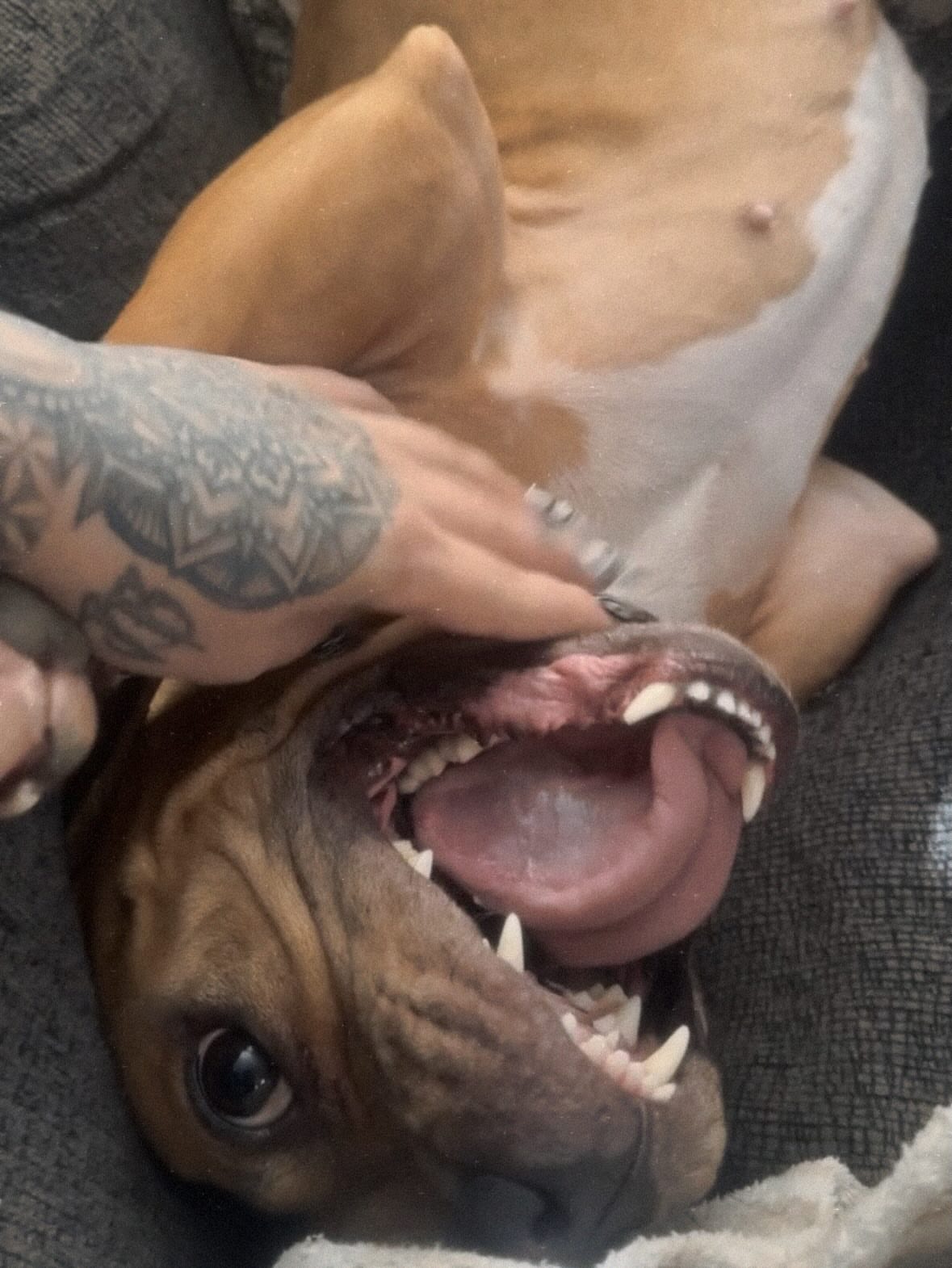 Dog American traditional tattoo on the upper arm by ๐ถ๐๐๐๐ ๐ฝ๐๐๐๐๐