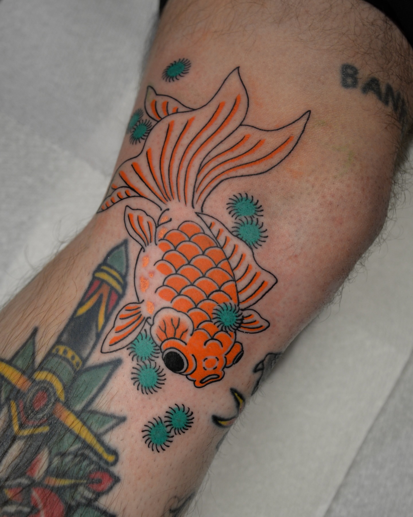 Koi fish American traditional tattoo on the forearm by zak brochu, Windsor, Ontario