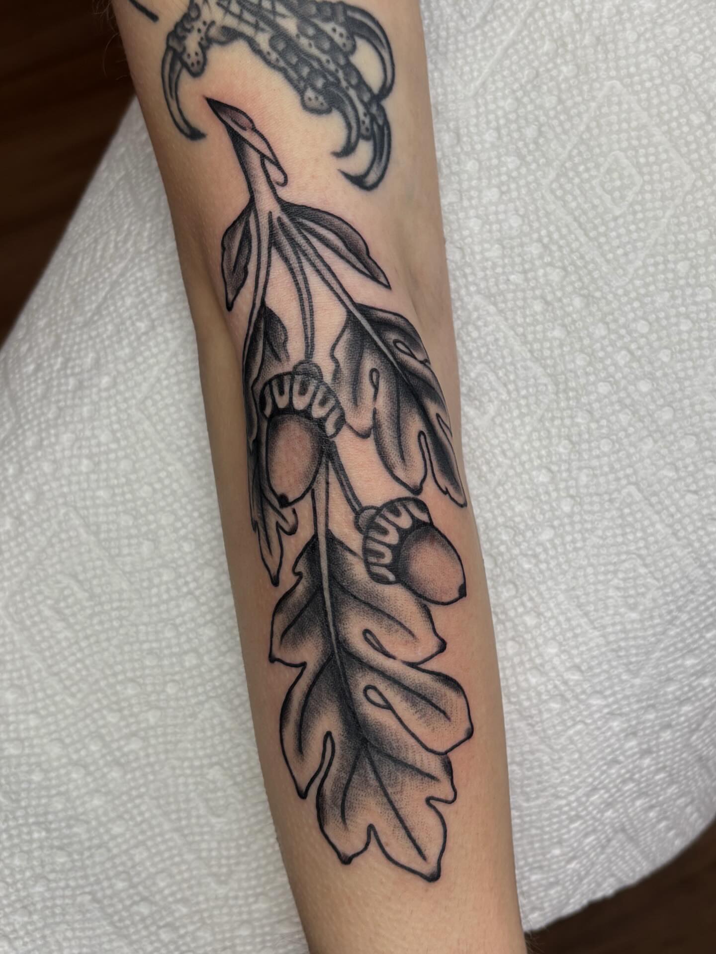 Acorn and oak leaf black and grey tattoo on the forearm by Evan Bisso, Philadelphia, Pennsylvania