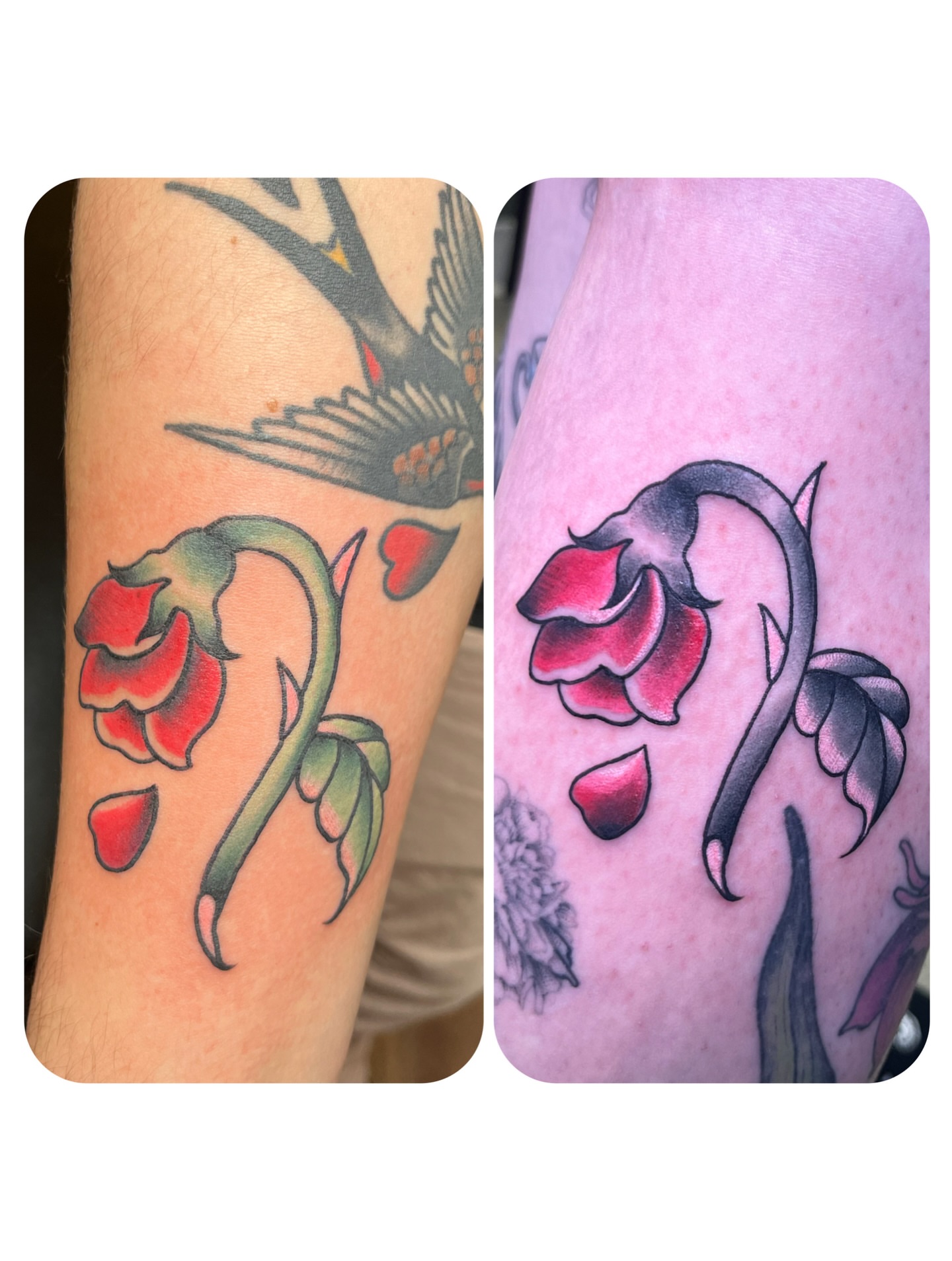 Rose American traditional tattoo on the forearm by ๐Miss Ash Masloff (Mrs.Waritz)๐