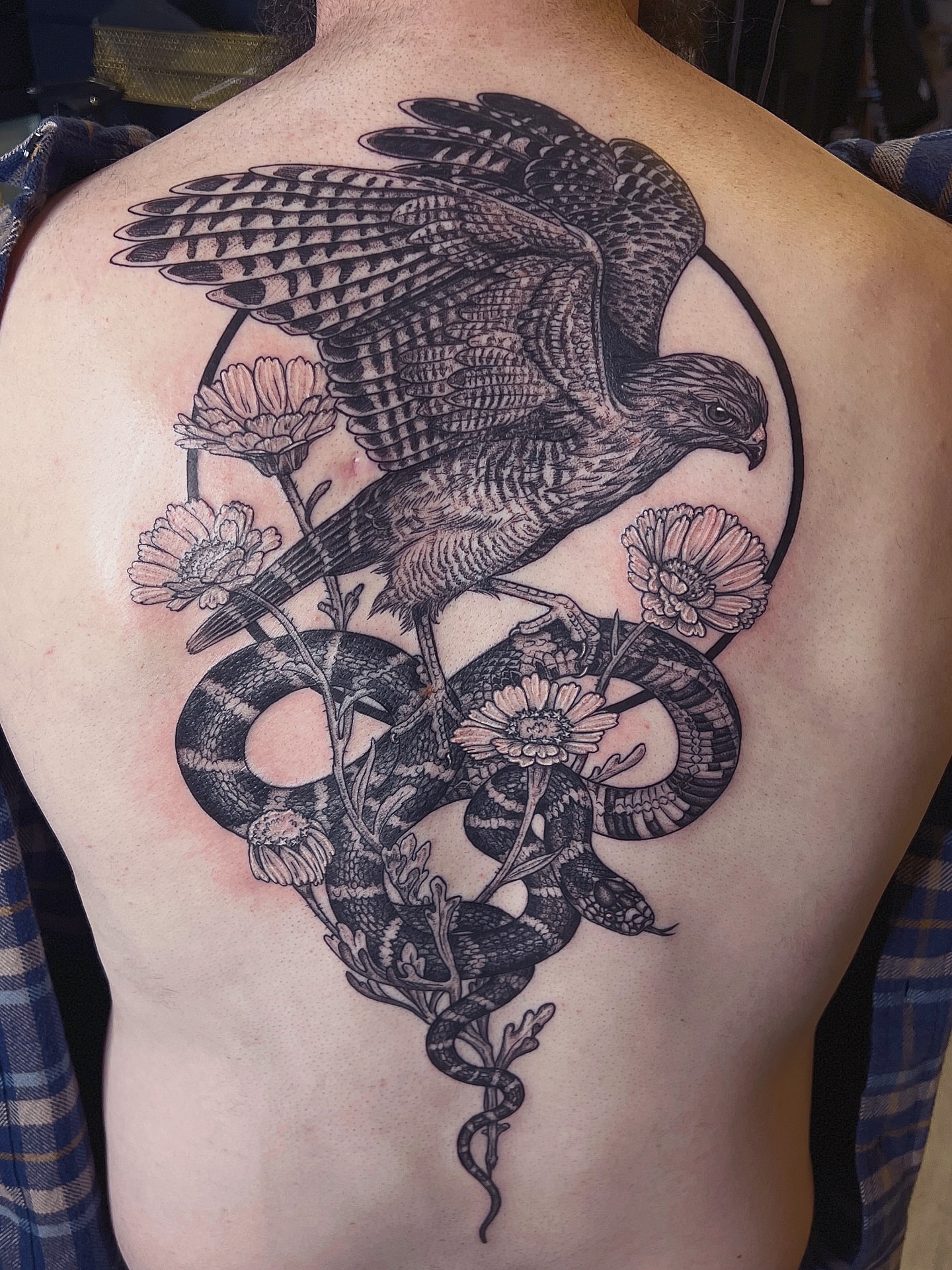 Hawk and snake realism tattoo on the back by 𝗝𝗲𝘀𝘀𝗶𝗲 𝗩𝗶𝗼𝗹𝗲𝘁
