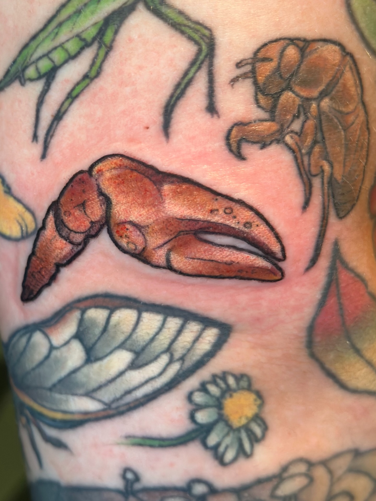Lobster claw and mantis American traditional tattoo on the forearm by Katie Hutchins, Dayton, Ohio