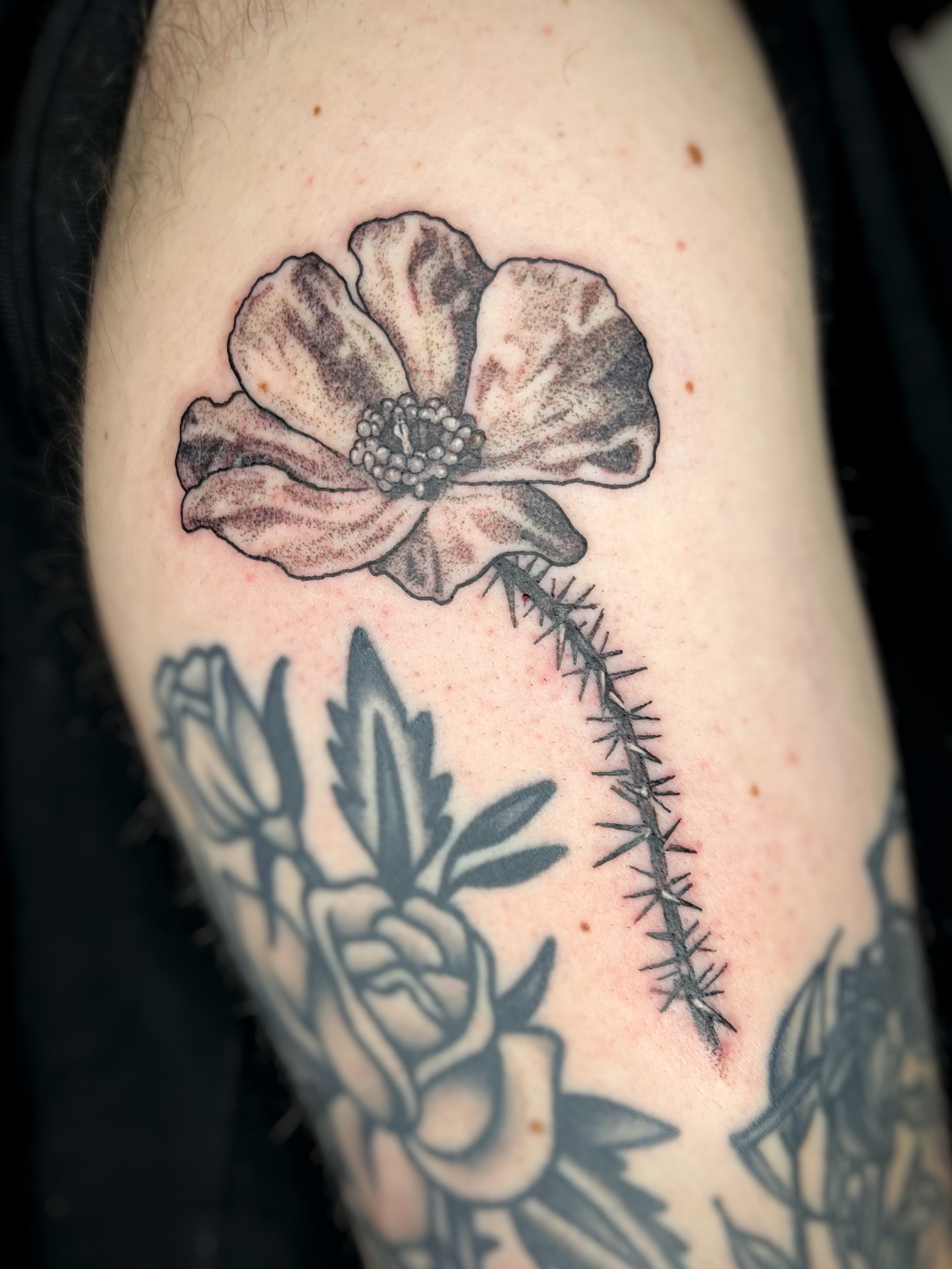 Poppy flower black and grey tattoo on the forearm by Maris Hare, Philadelphia, Pennsylvania