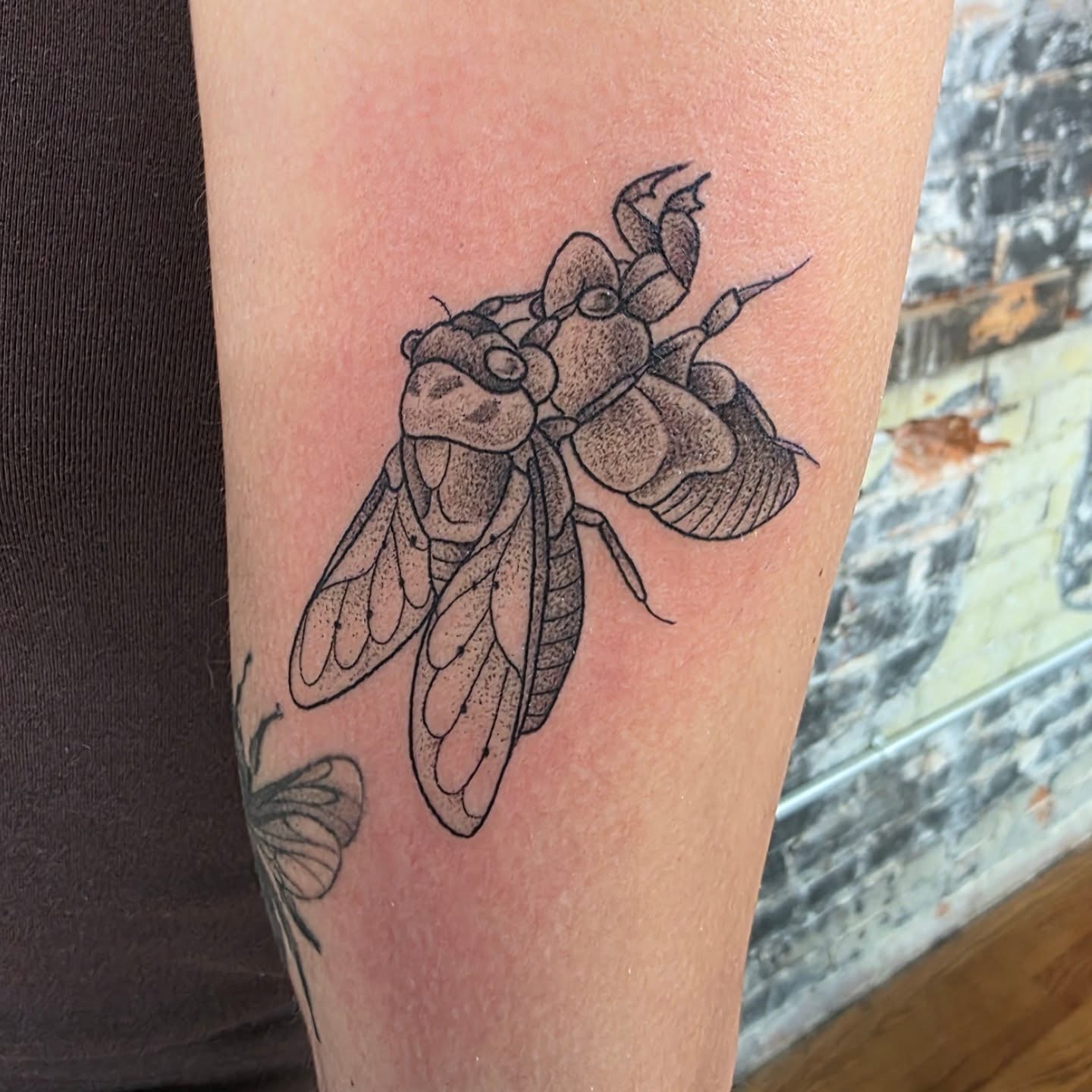 Cicada insect fine line tattoo on the forearm by Tattoos by Annie