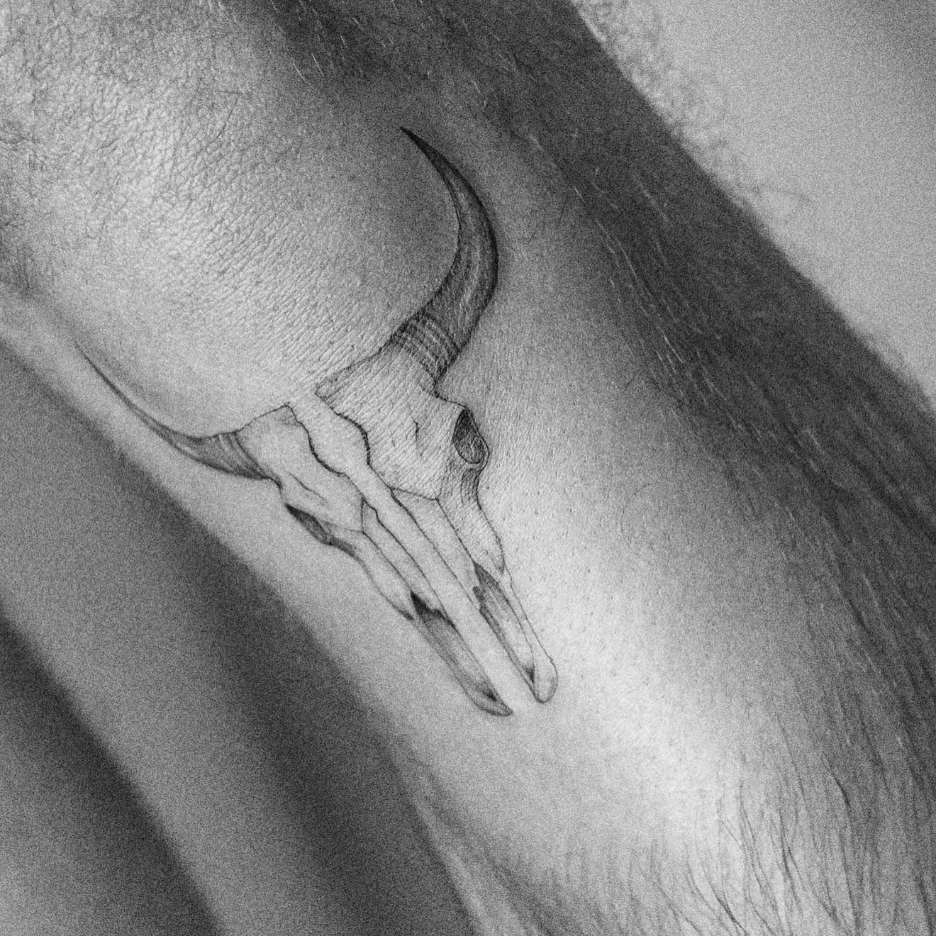 Bull skull black and grey tattoo on the forearm by Marisa Martello, Nashville, Tennessee