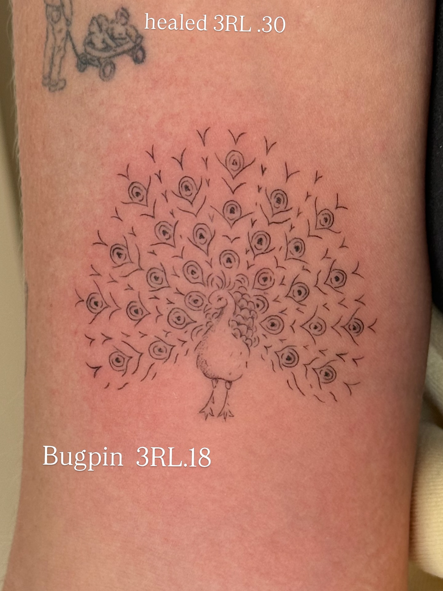 Peacock fine line tattoo on the forearm by Fine Line Tattoos