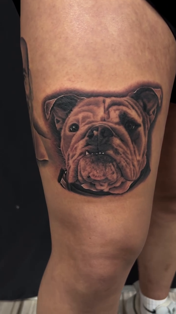 Bulldog portrait realism tattoo by Thomas Conard
