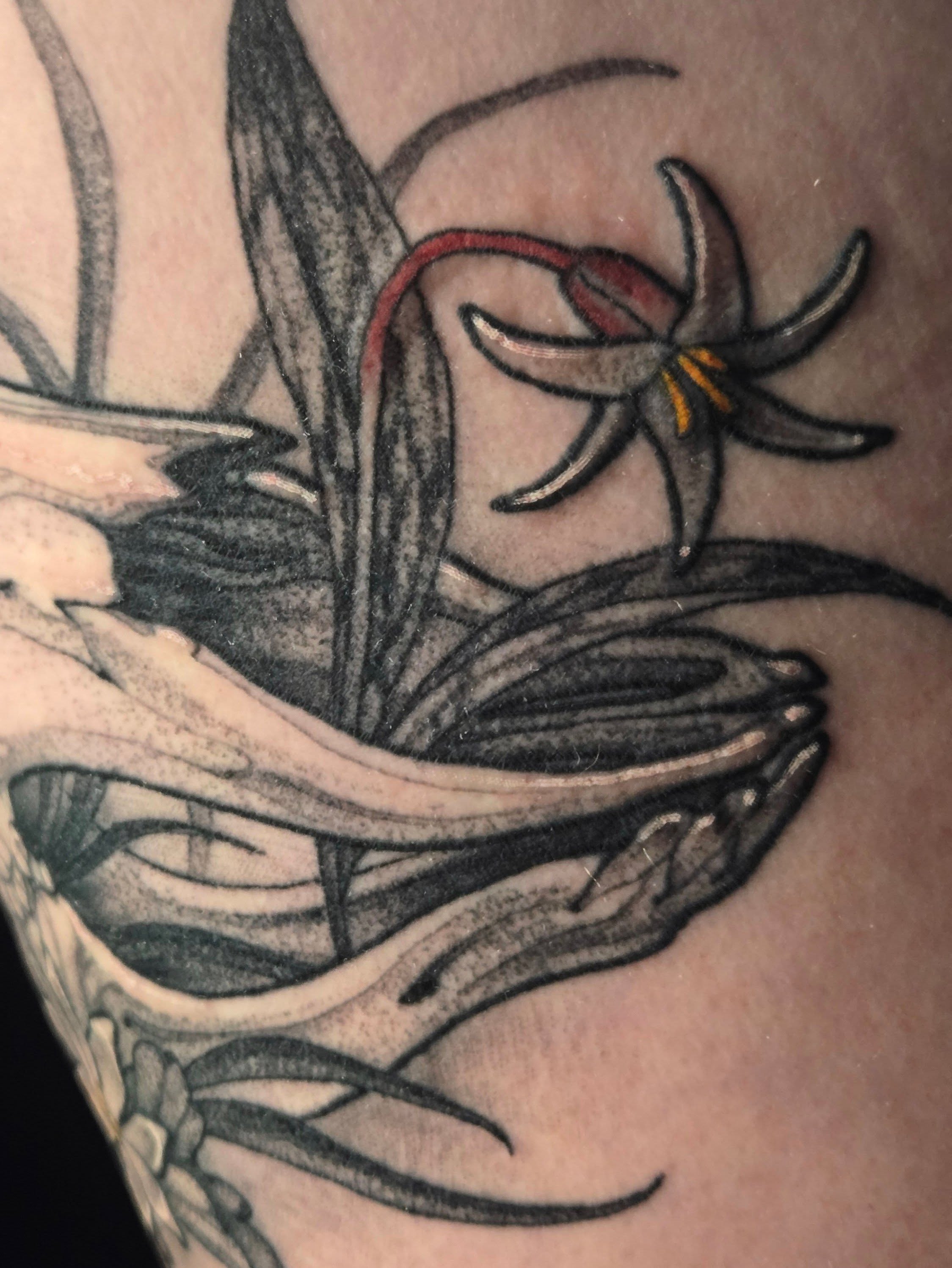Lily black and grey tattoo on the upper arm by ◇  Kristyn Kay  ◇ Tattoo Warlock, Des Moines, Iowa