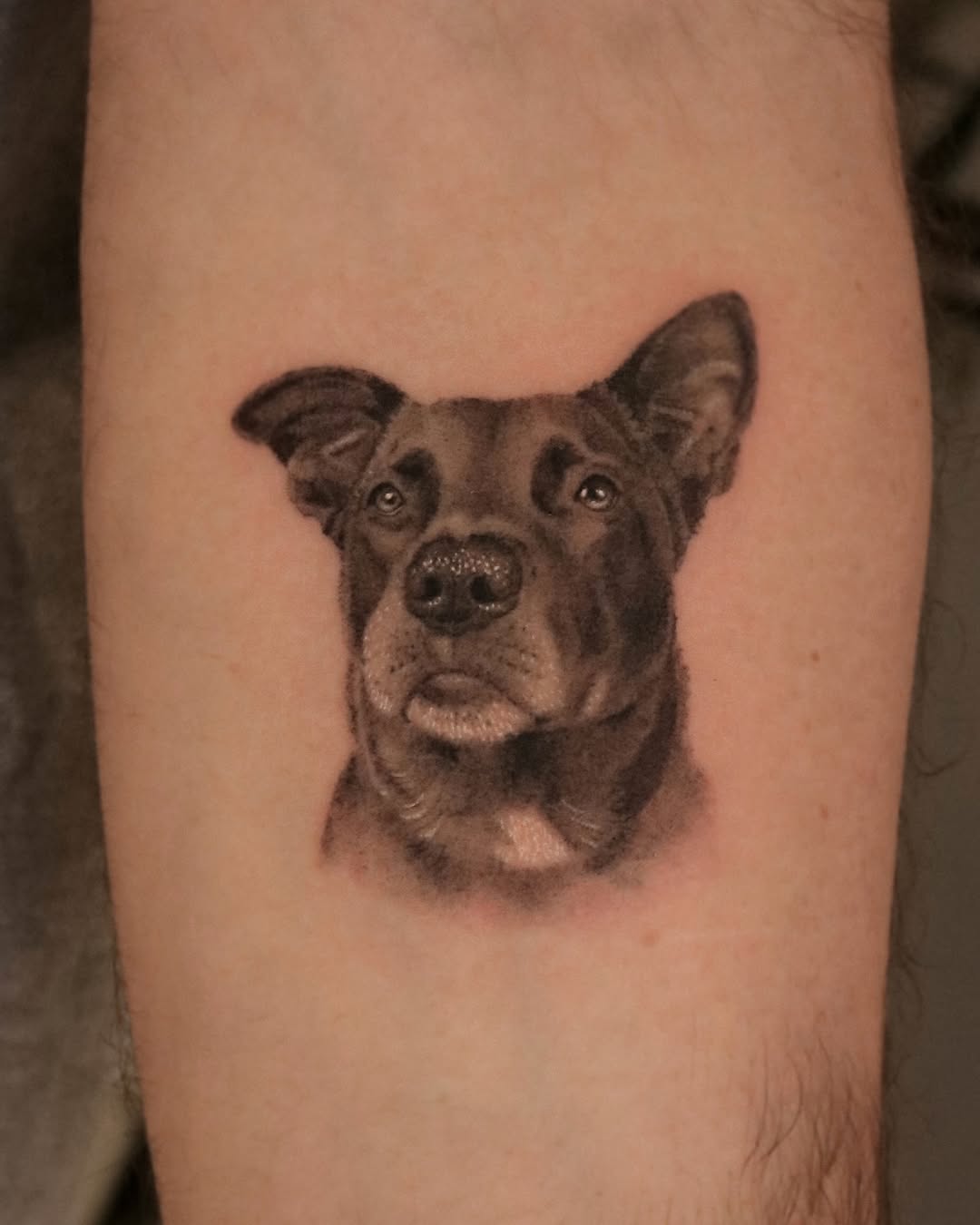 Dog portrait realism tattoo on the forearm by Nicholas Solomon