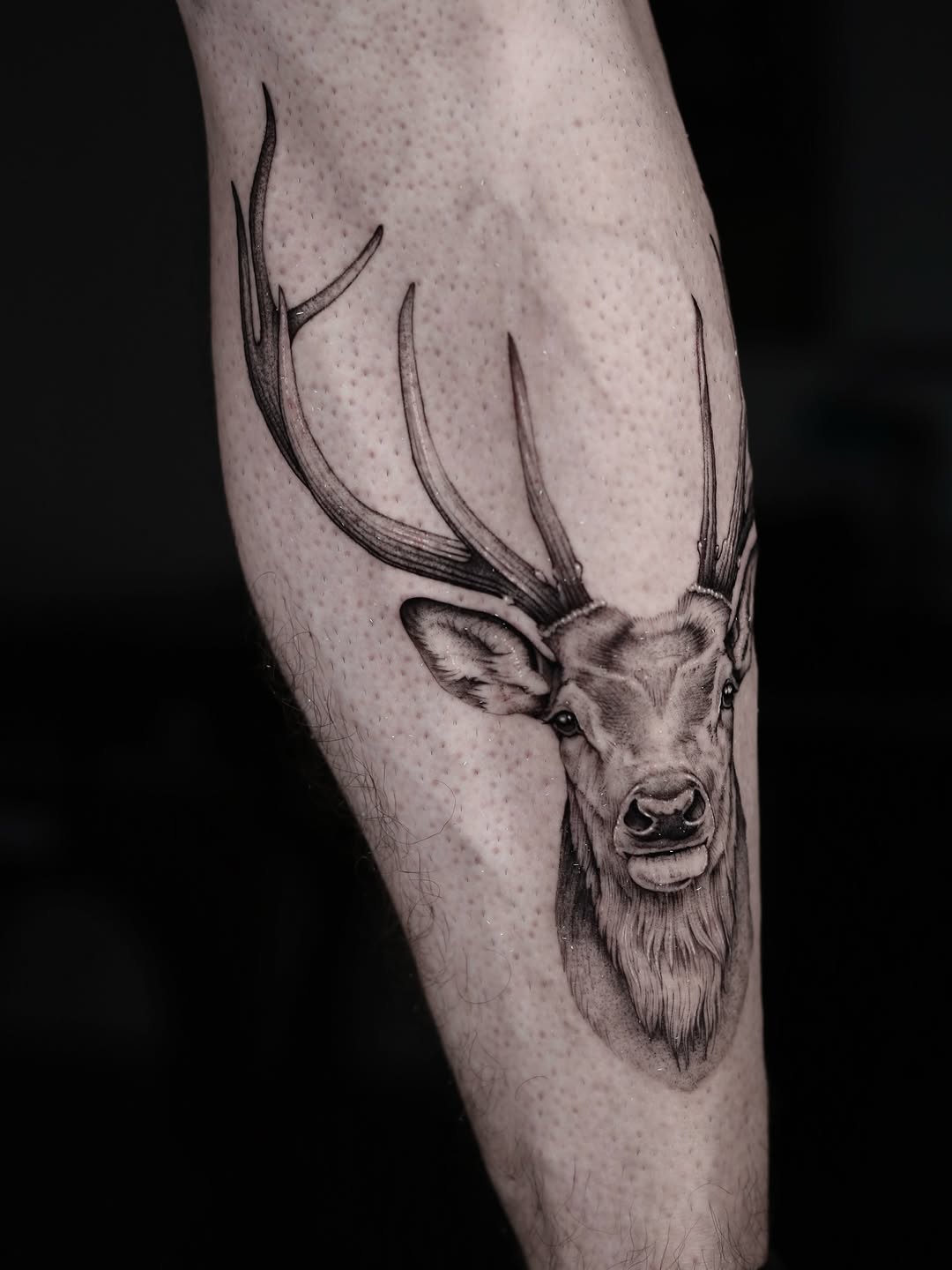 Deer portrait fine line tattoo on the forearm by Steve Franciosa