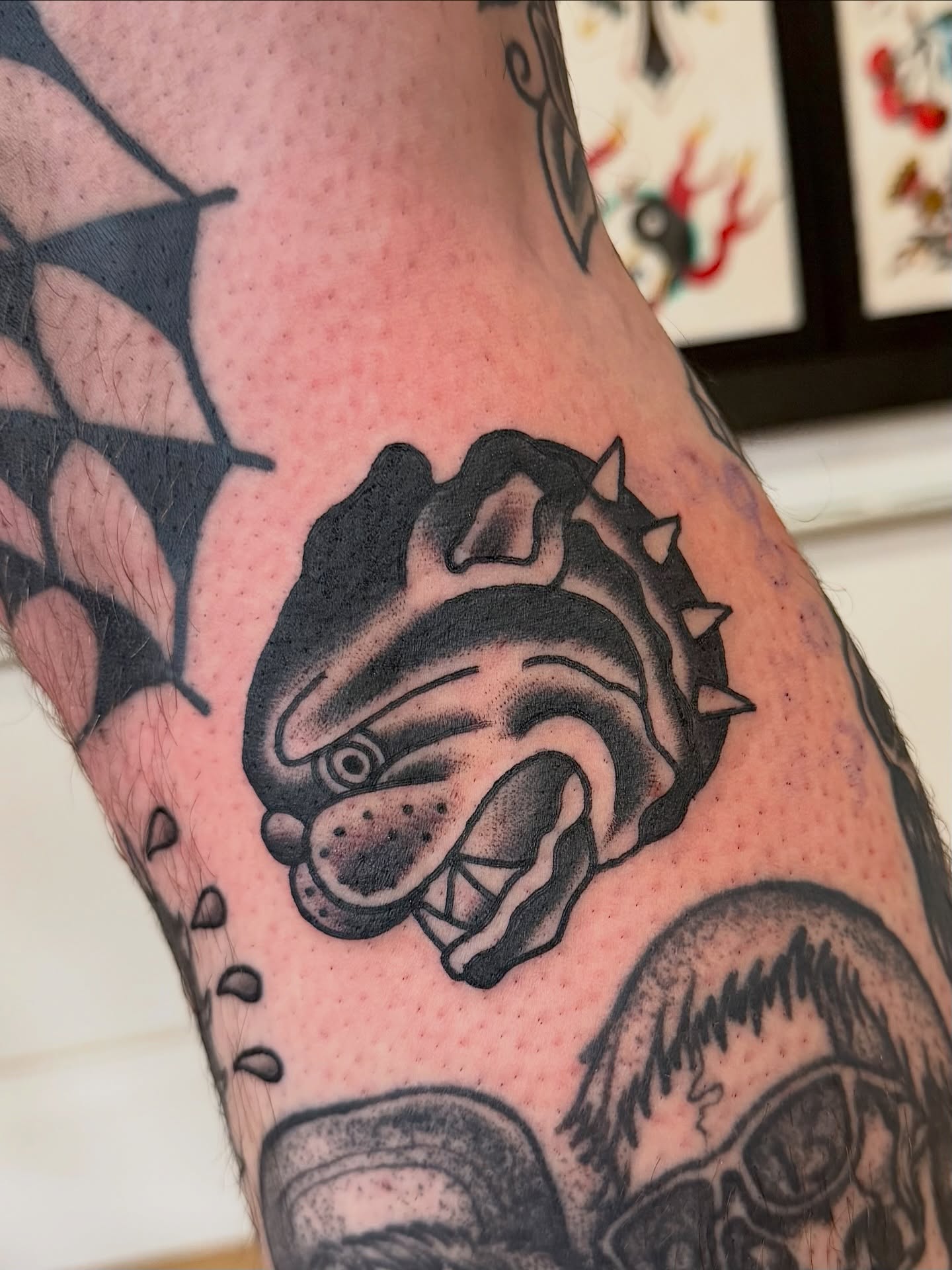 Bulldog American traditional tattoo on the forearm by Steven