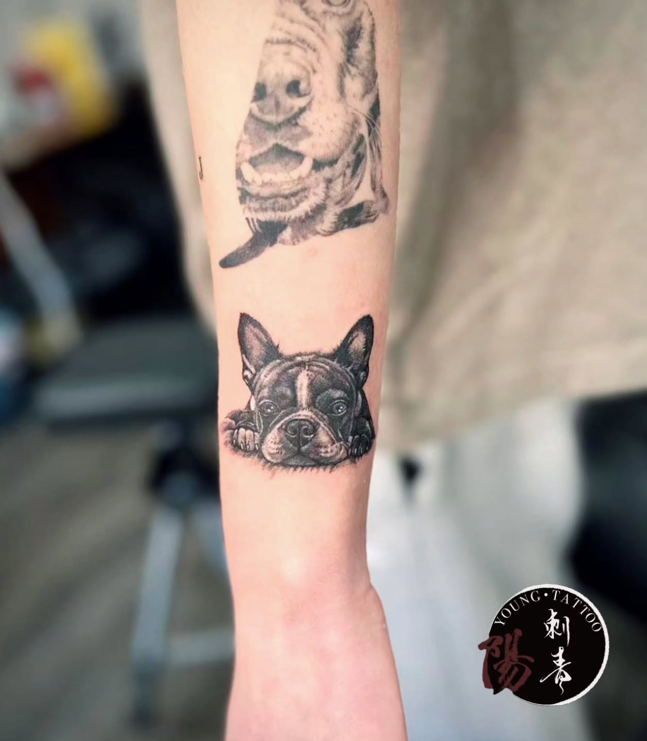 French bulldog realism tattoo on the forearm by Ying