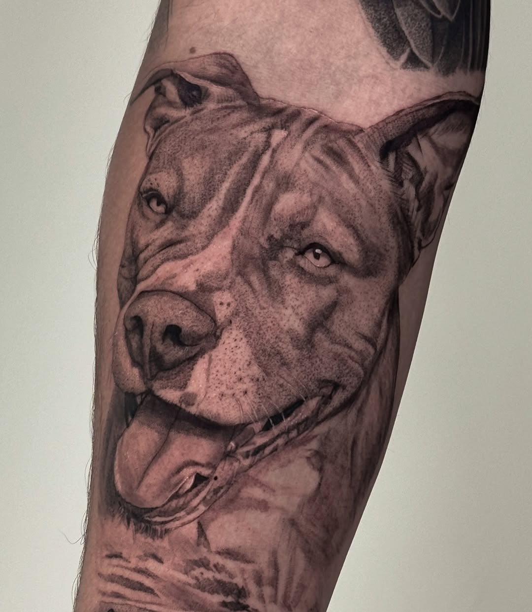 Pitbull dog portrait realism tattoo on the forearm by Brisia Cisneros