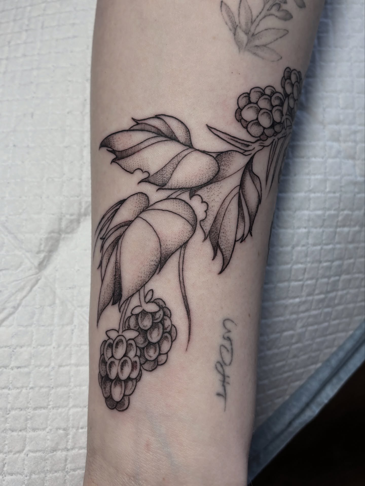 Grapes and leaves dotwork tattoo on the forearm by katie, Seattle, Washington