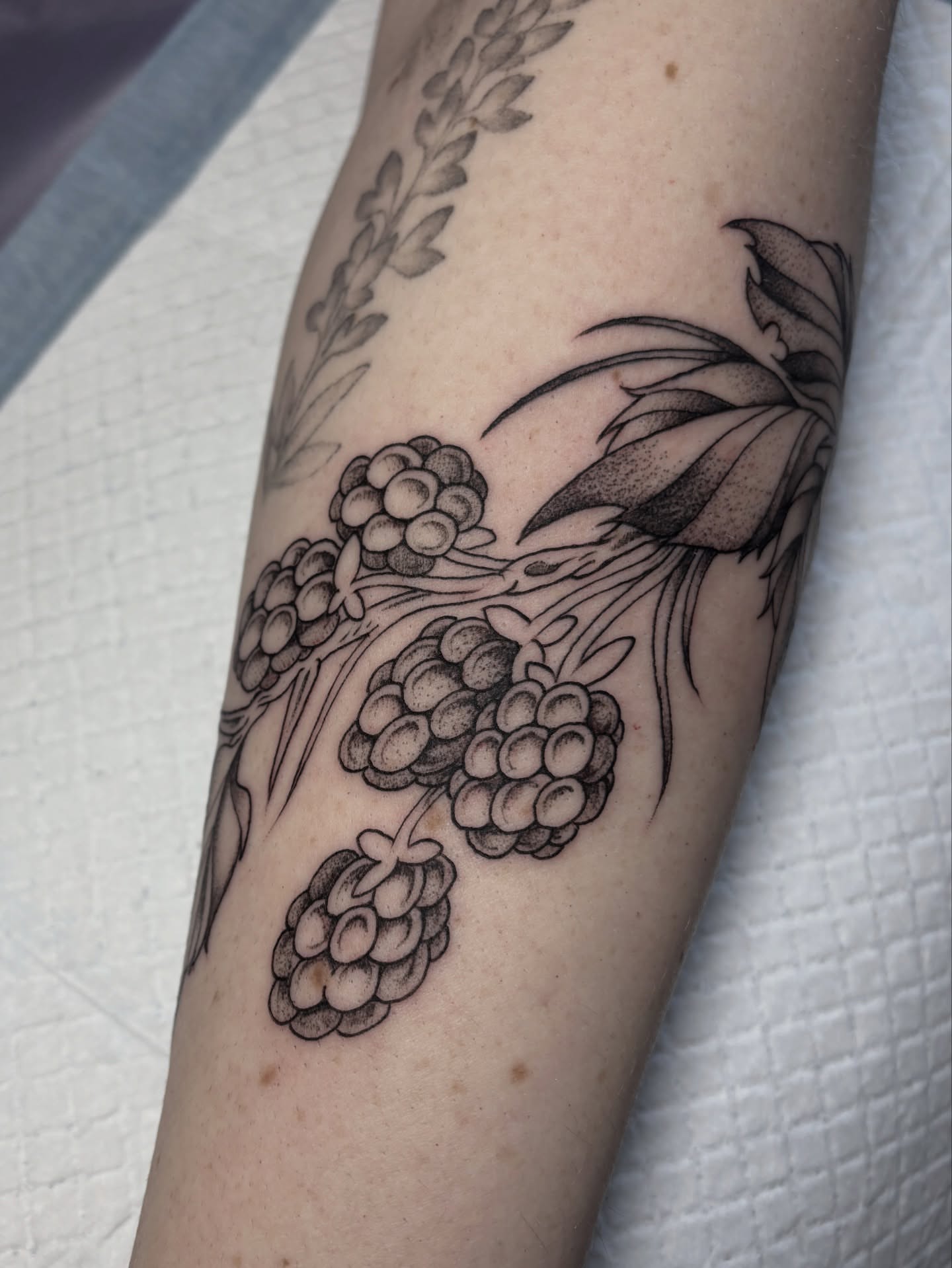Mulberries dotwork tattoo on the forearm by katie, Seattle, Washington