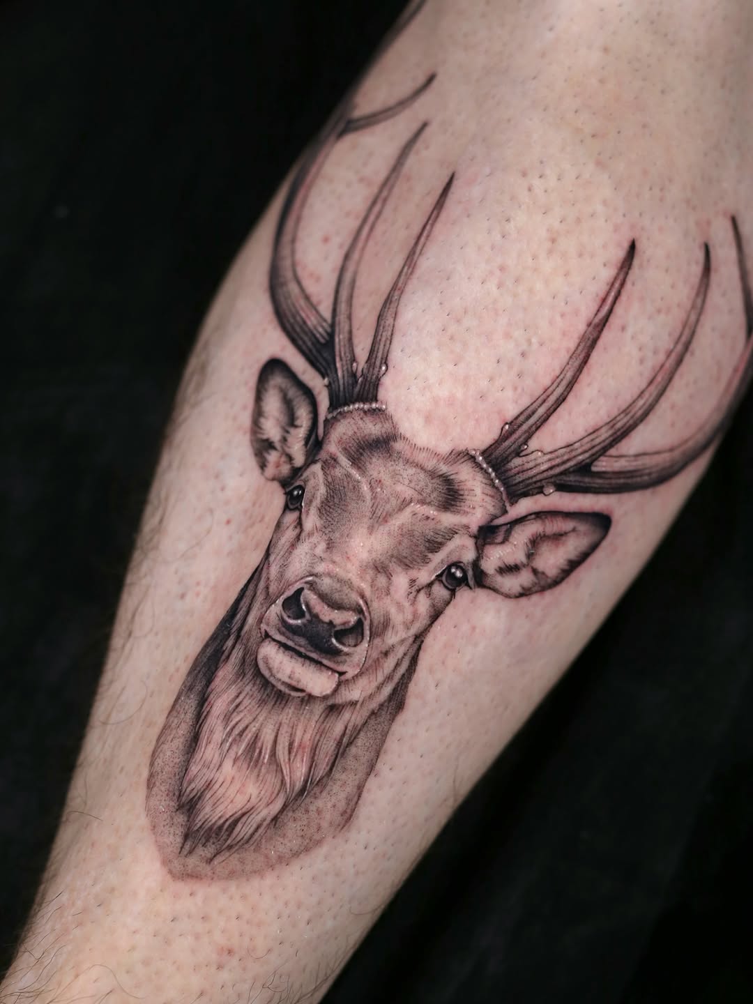 Deer head fine line tattoo on the forearm by Steve Franciosa