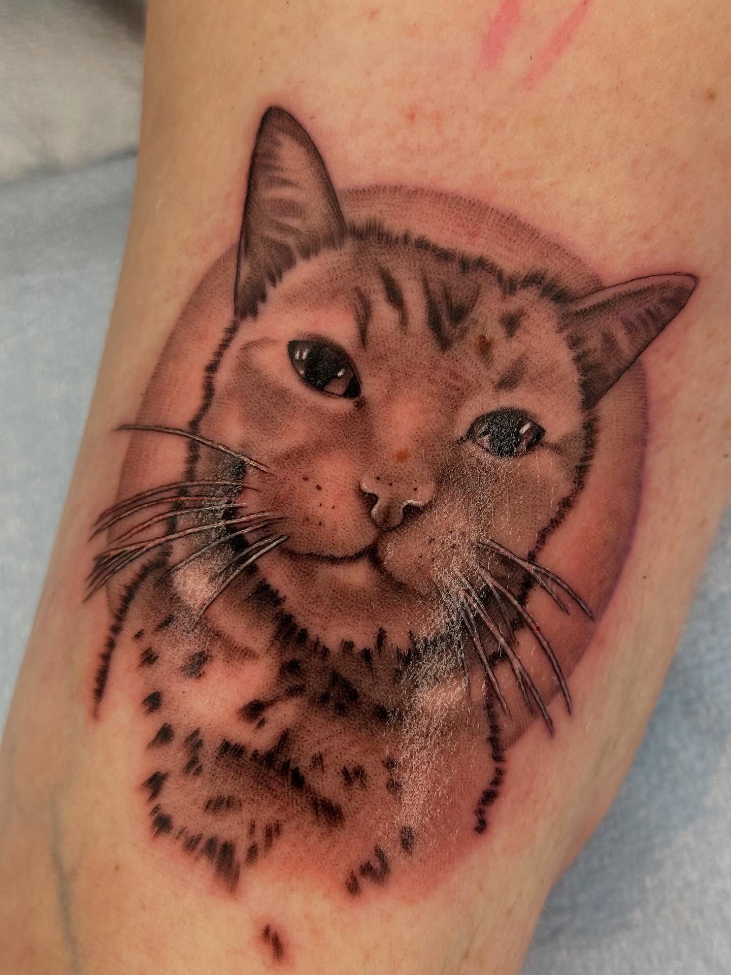 Cat realism tattoo on the forearm by ✨ Mandy Foster - Bremerton Tattoo Artist✨, Bremerton, Washington