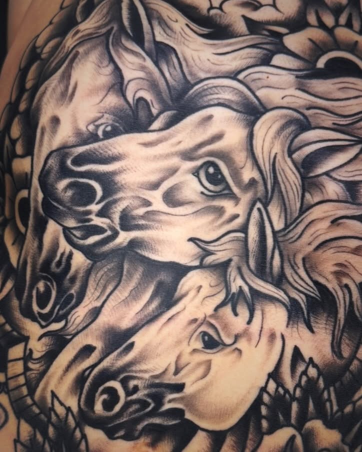 Lion heads American traditional tattoo on the torso by Mikey Sarratt