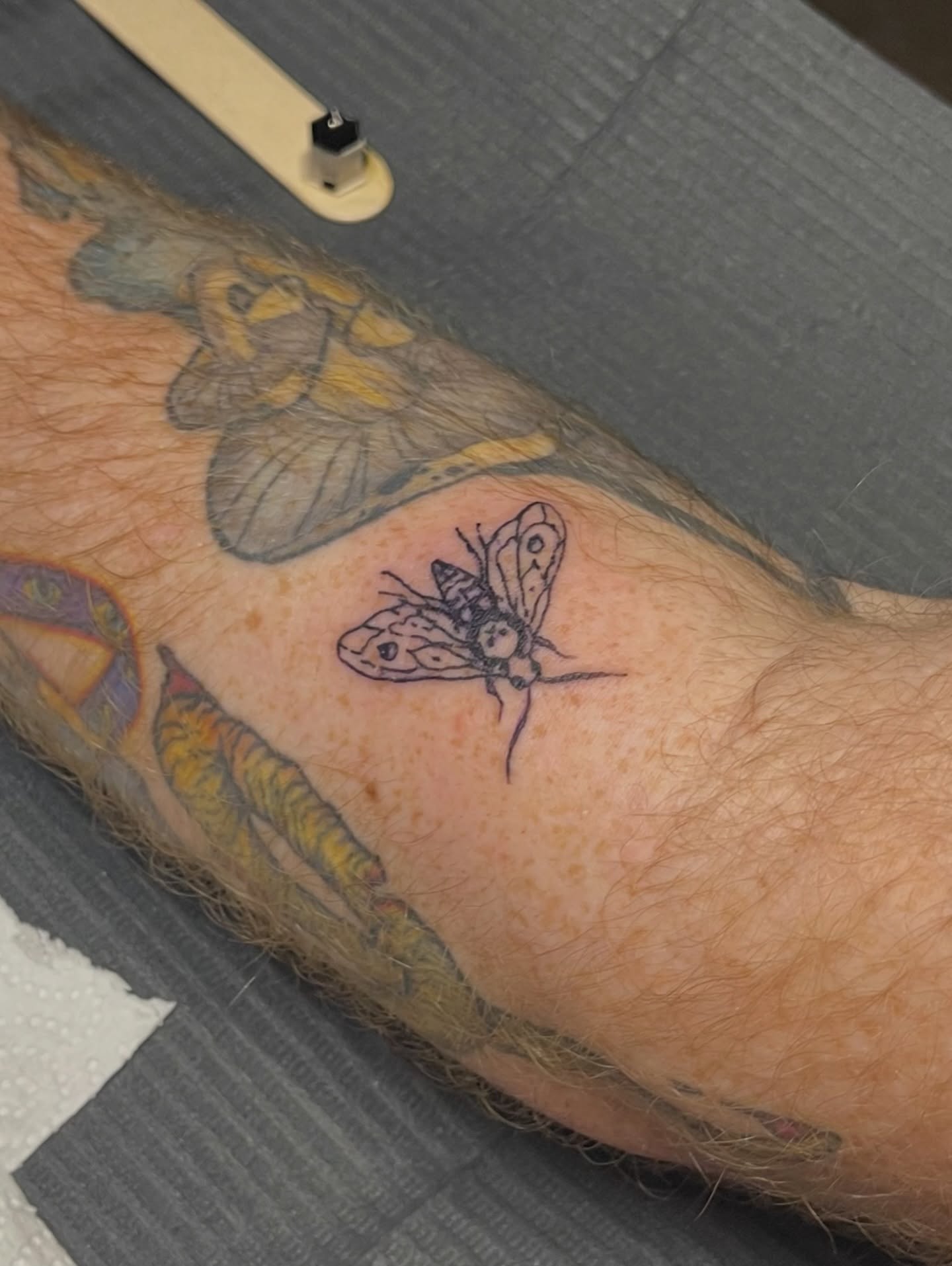 Moth neo-traditional tattoo on the forearm by Amy