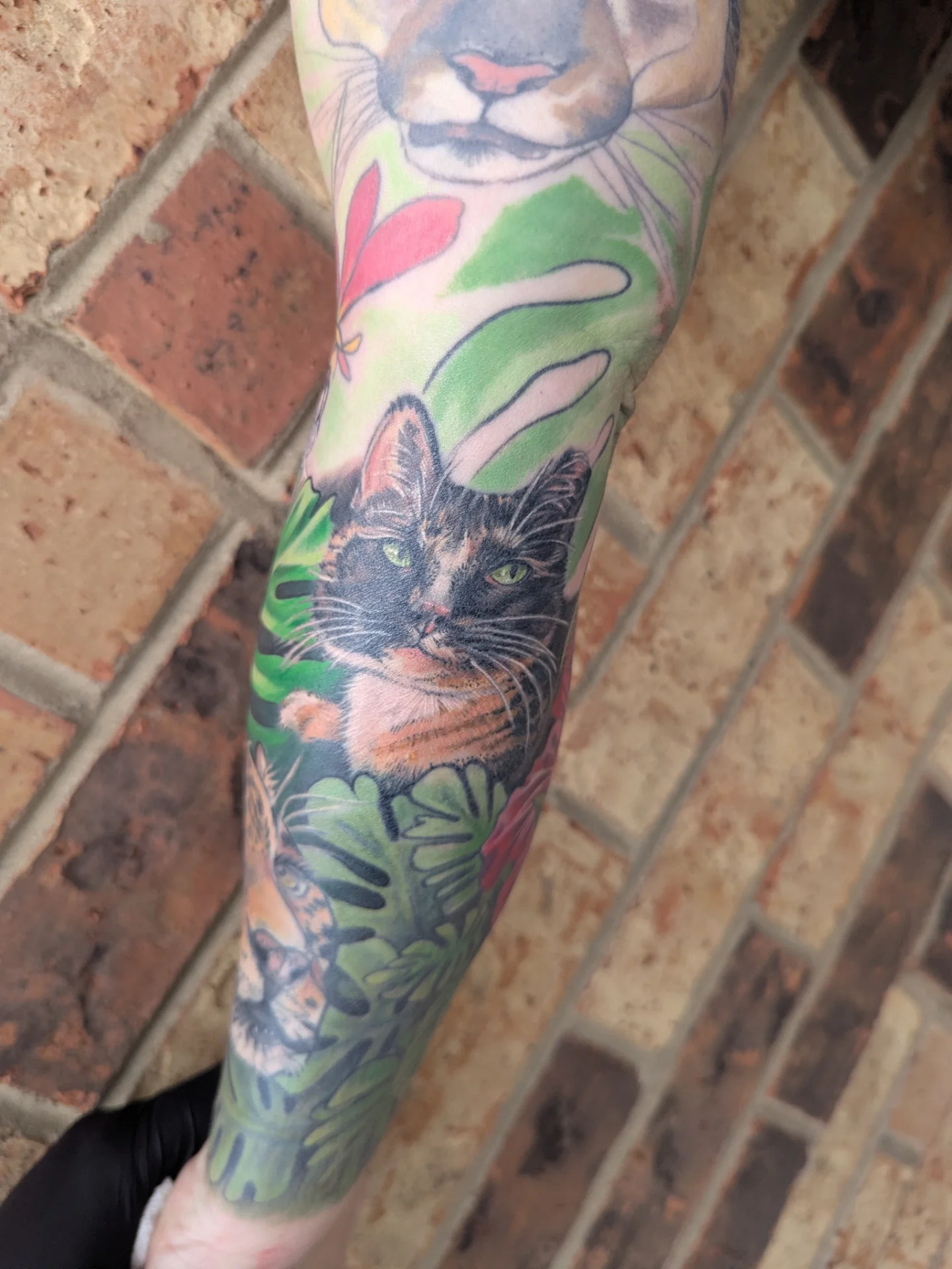 Cat realism tattoo on the forearm by Devon Greig