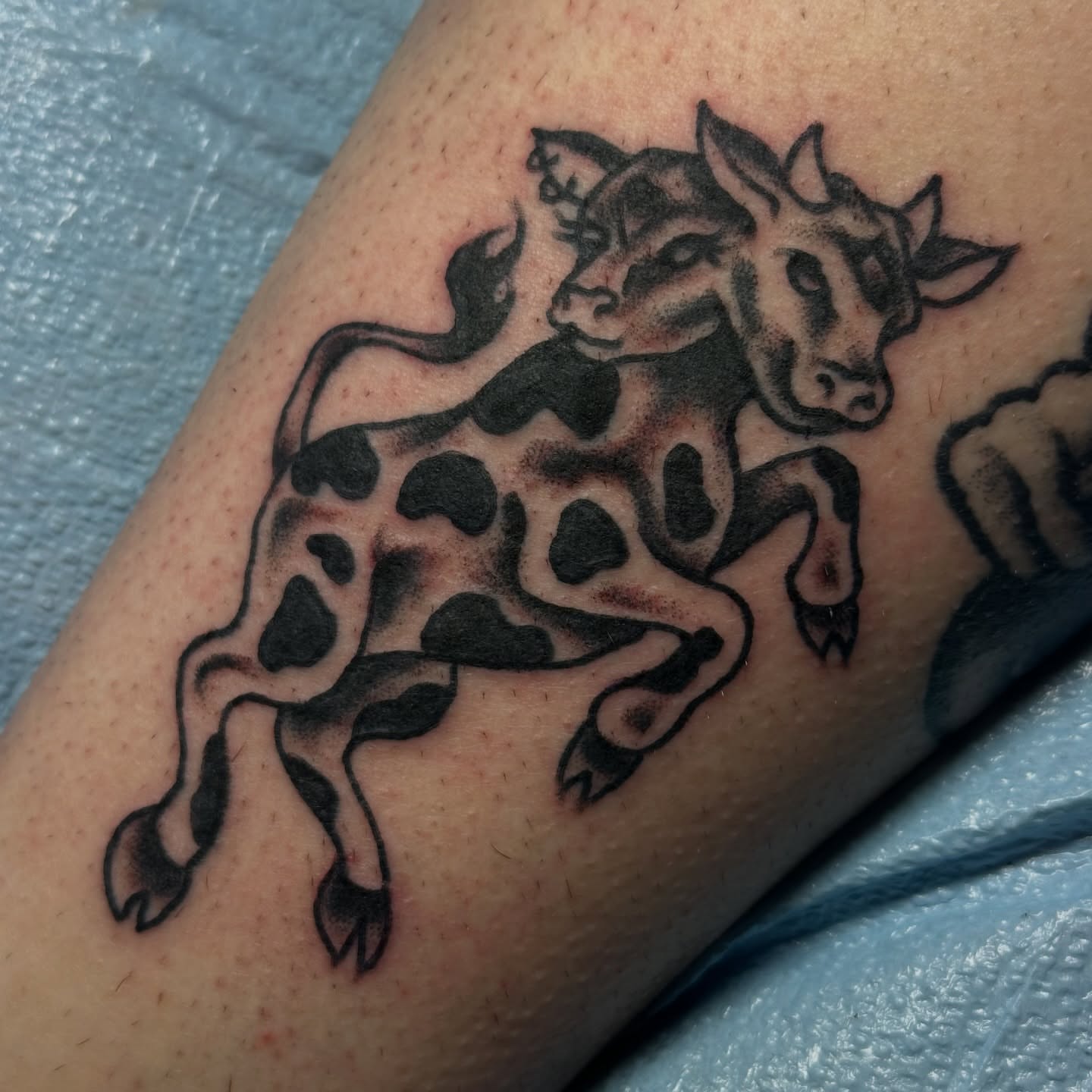 Bull black and grey tattoo on the forearm by Providence Tattooer