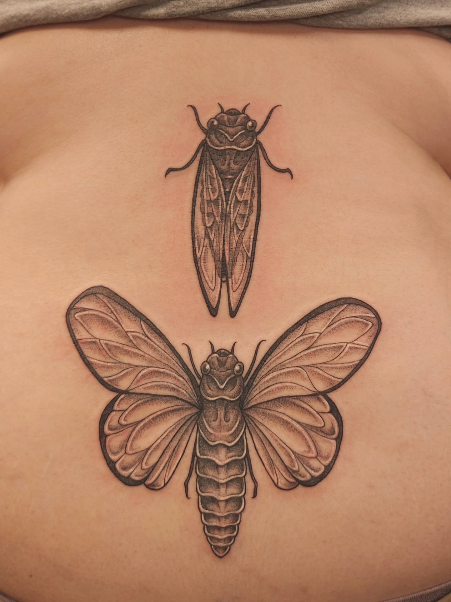 Cicada black and grey tattoo on the torso by πΎπππππ πΎπππππ