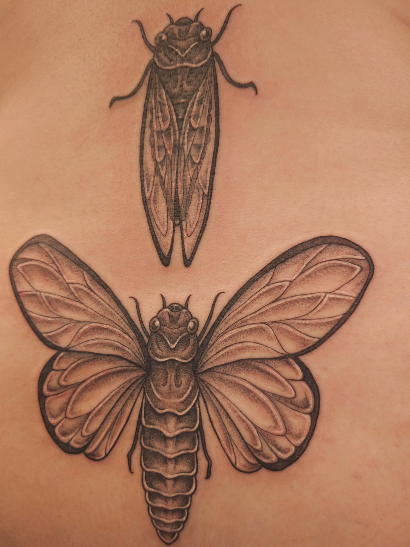 Cicada dotwork tattoo on the back by πΎπππππ πΎπππππ