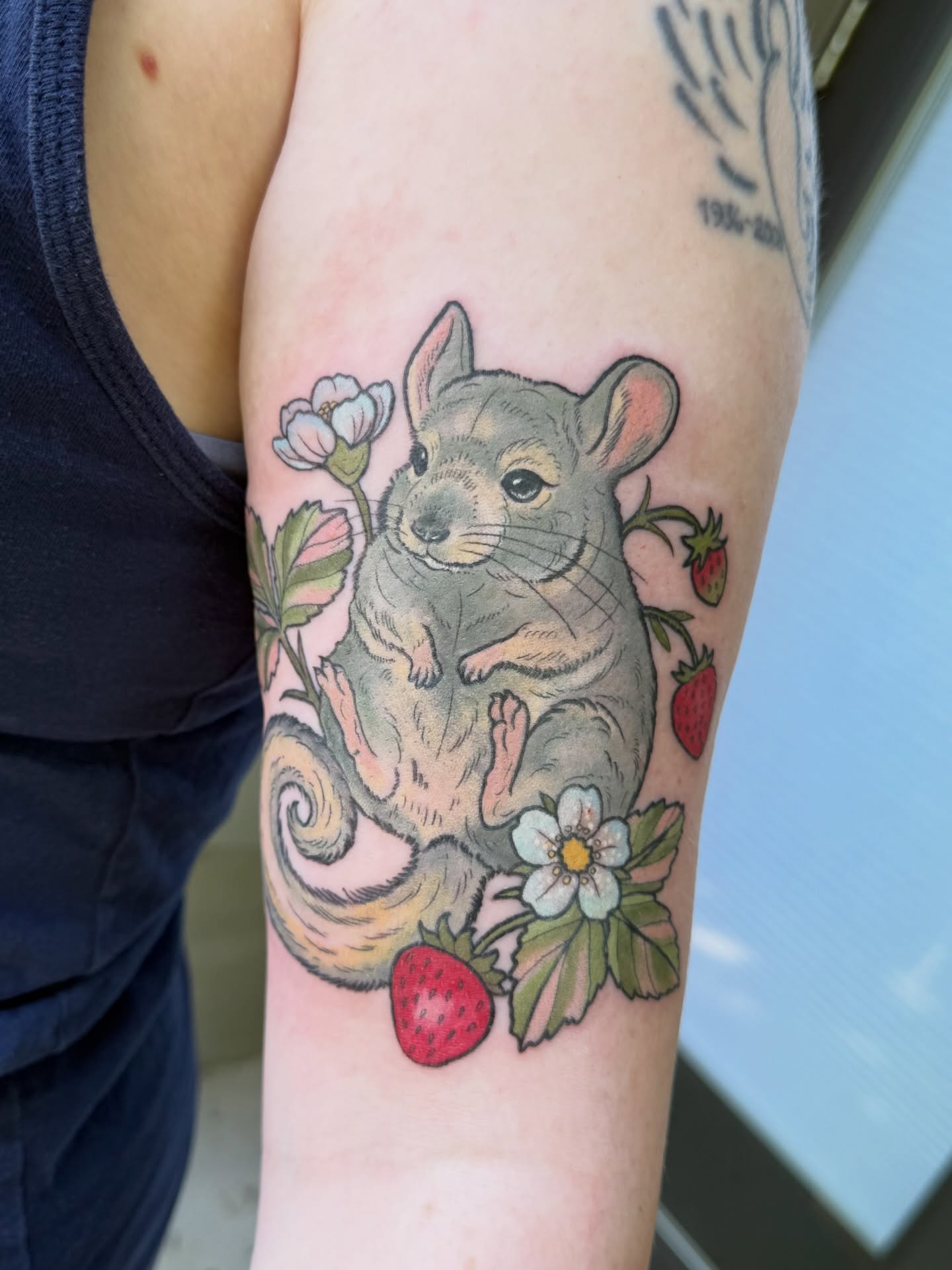 Chinchilla and strawberries realism tattoo on the forearm by Caitlin Stairs