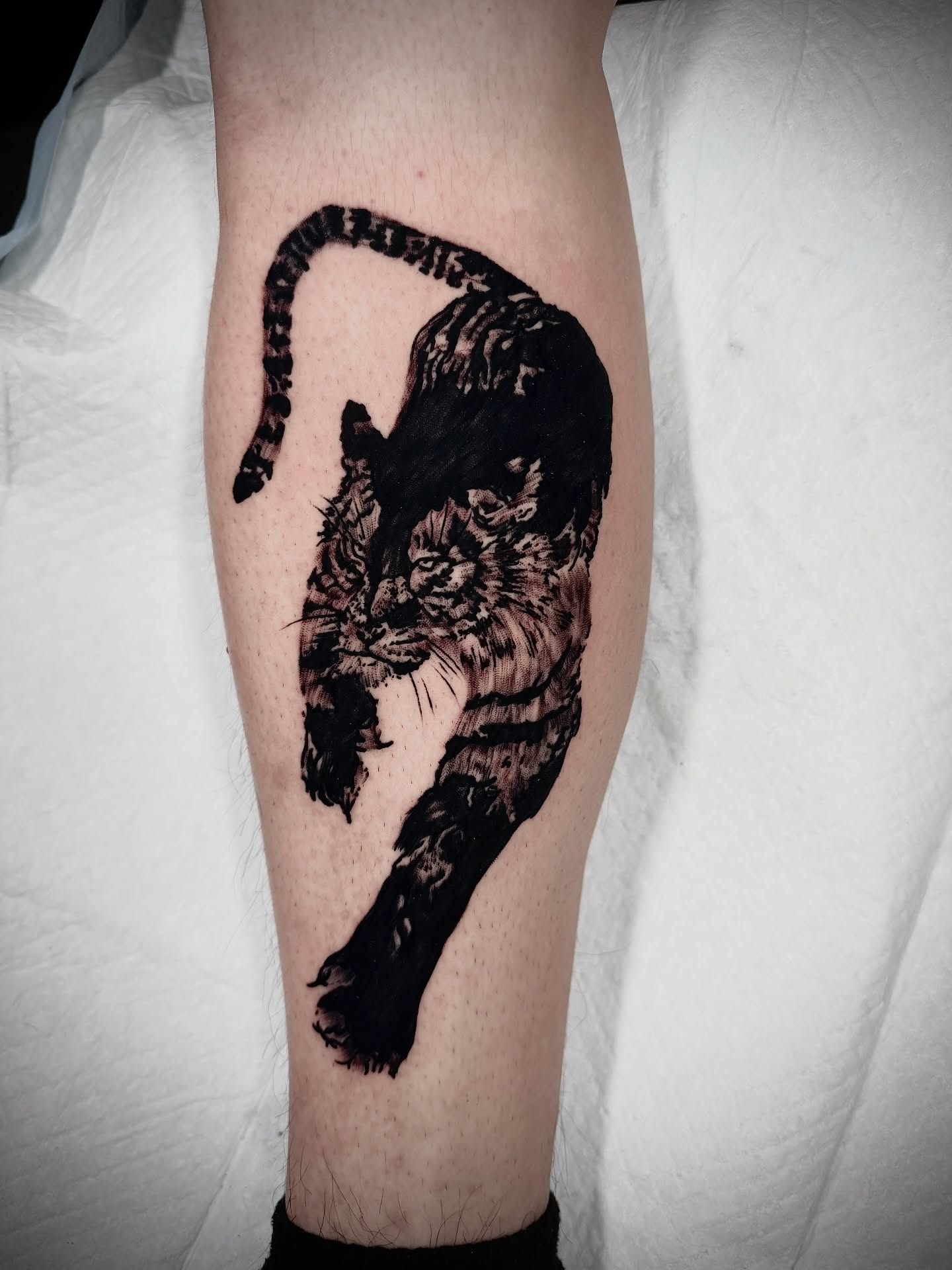 Tiger realism tattoo on the calf by John Ayson, Murrieta, California