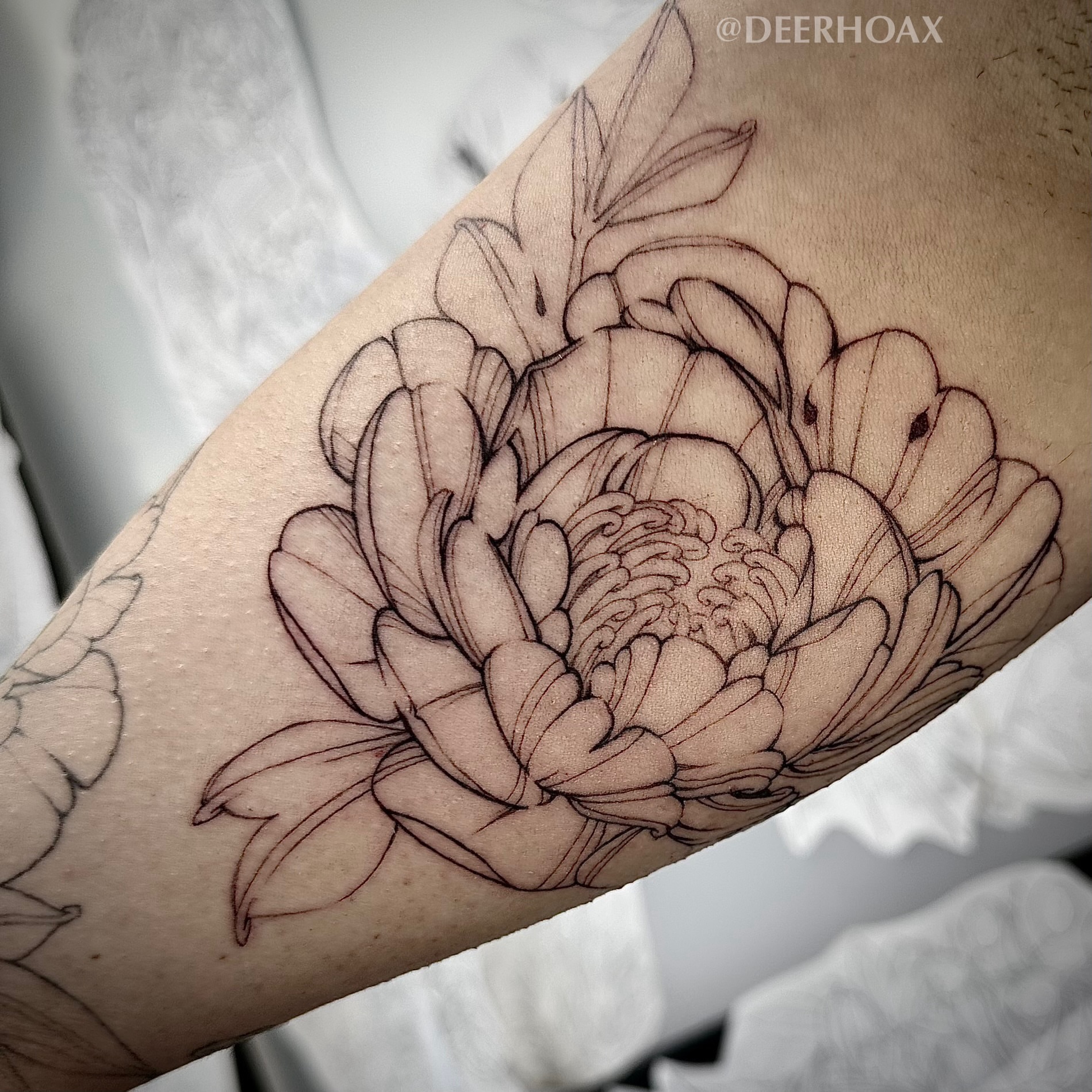 Chrysanthemum black and grey tattoo on the forearm by Mary "Baby Hands" Kulvete