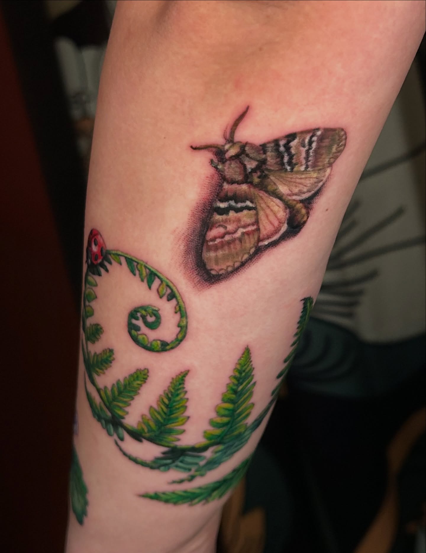 Moth and fern realism tattoo on the forearm by Paisley Diaz, Lombard, Illinois
