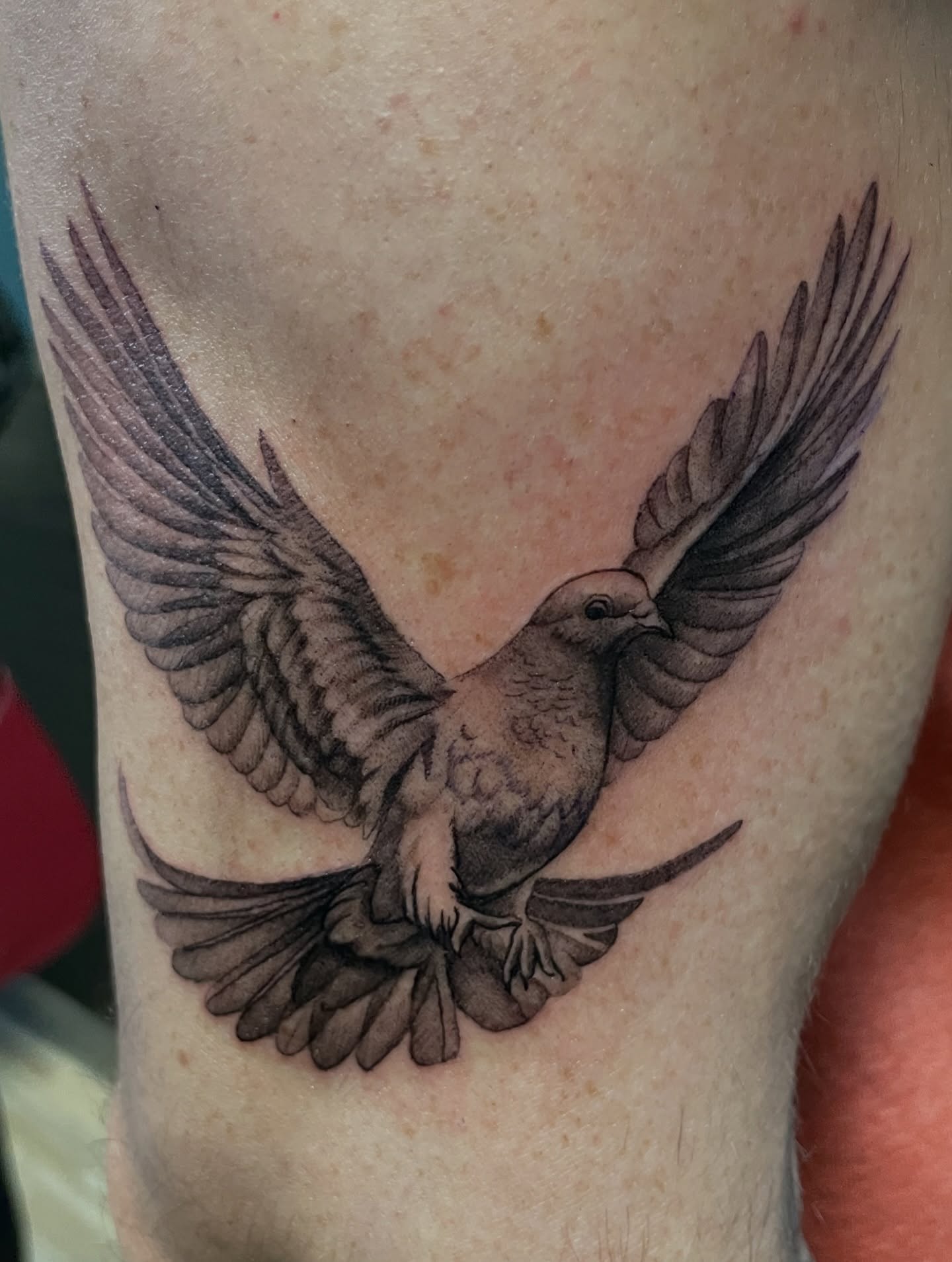 Dove black and grey tattoo on the forearm by Zachary Hayden