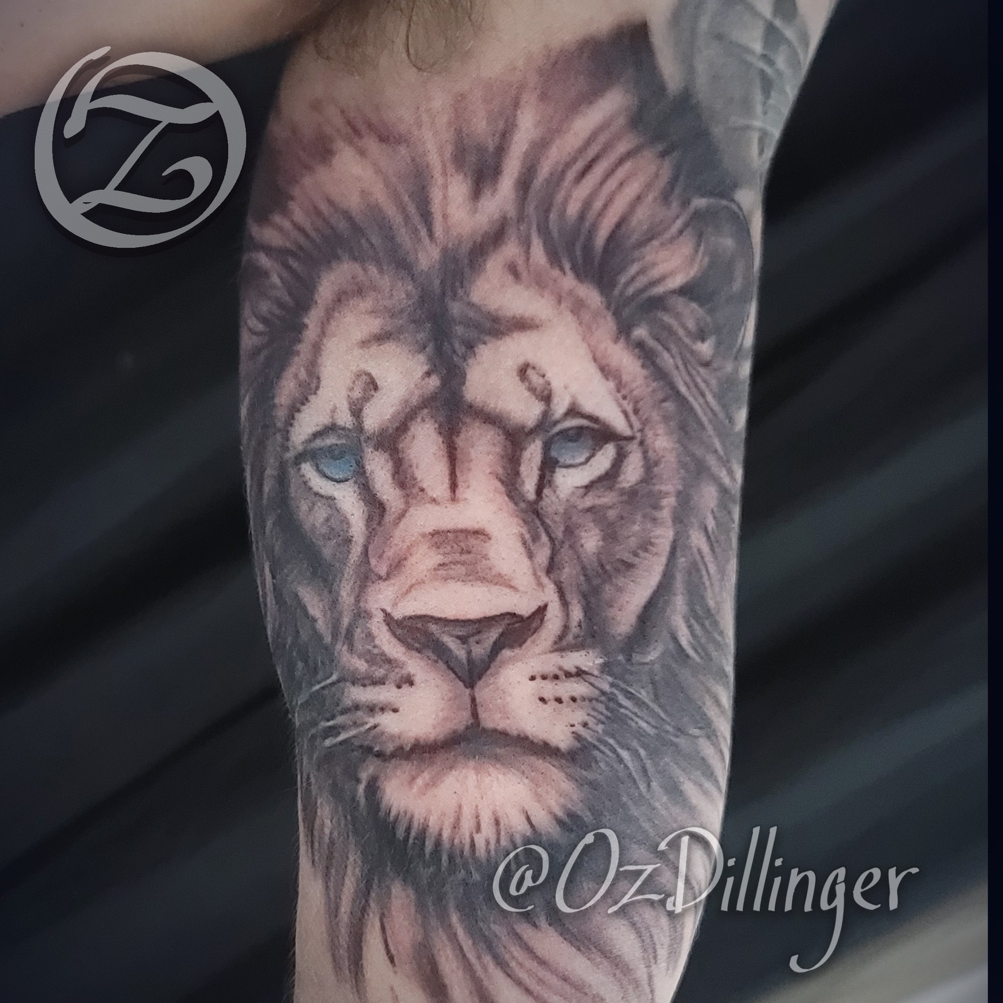 Lion realism tattoo on the forearm by Oz Dillinger