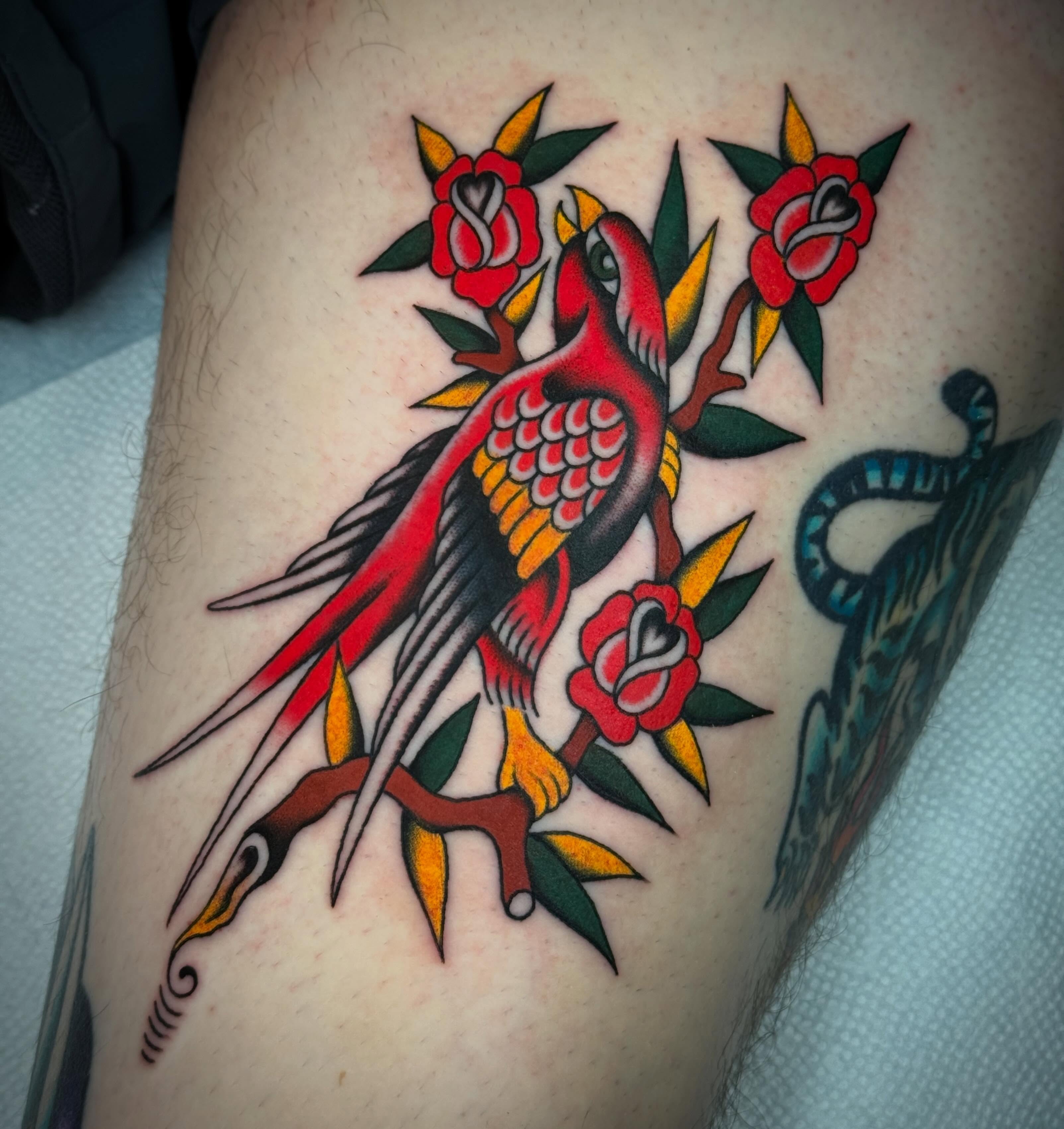 Parrot and roses American traditional tattoo on the thigh by Collin Rigsby, Minneapolis, Minnesota