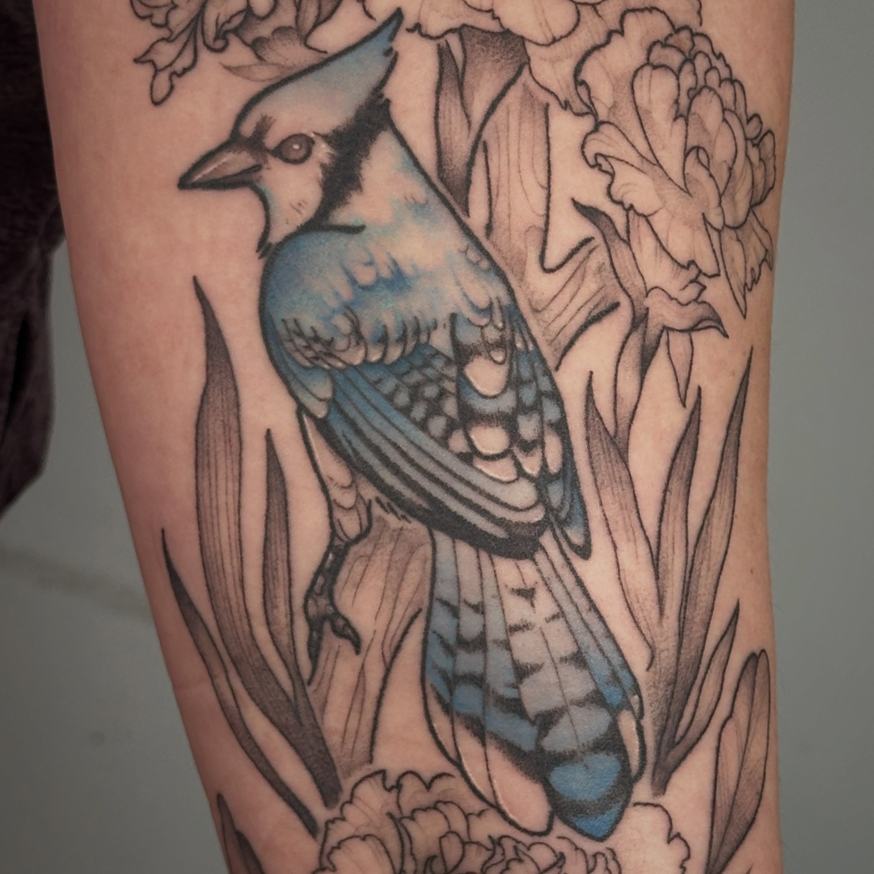 Blue jay American traditional tattoo on the forearm by TATTOOLIZARD (James)