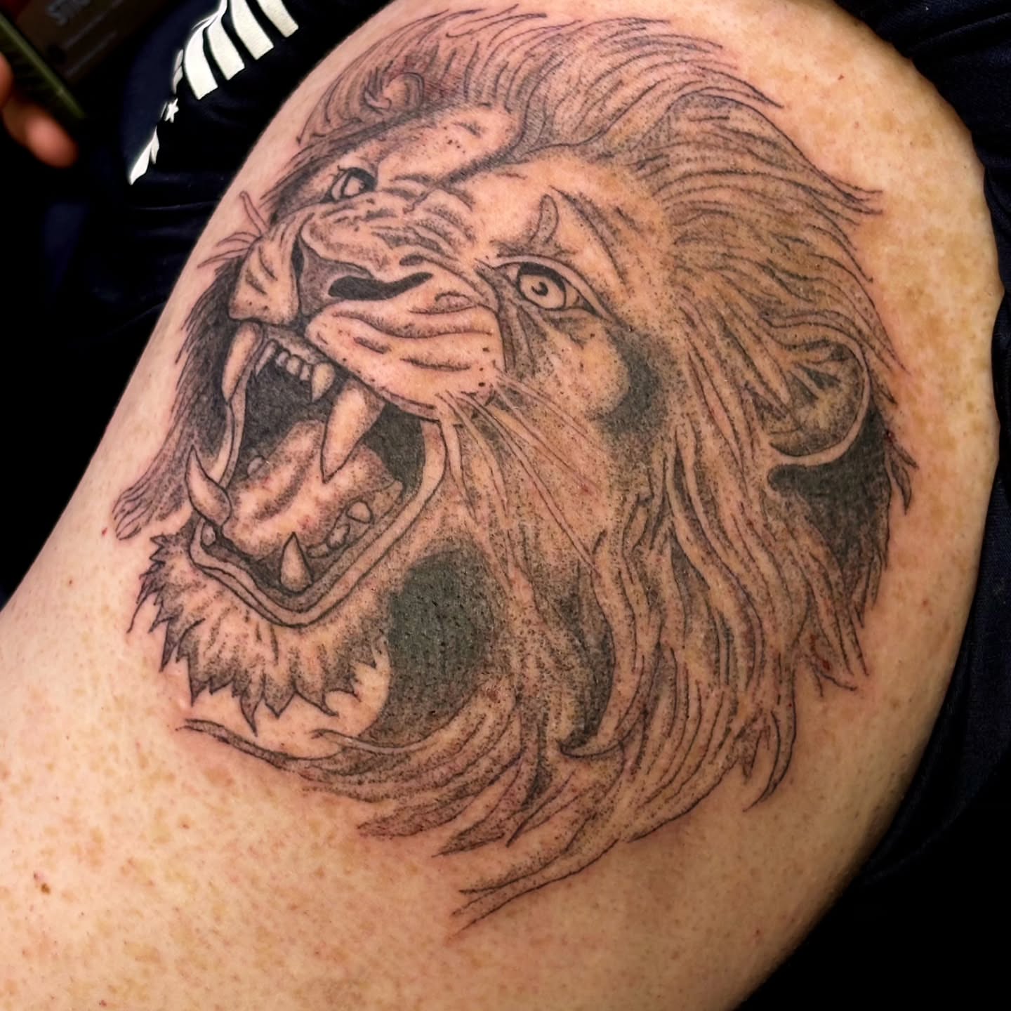 Roaring lion black and grey tattoo on the shoulder by @rockinr33d.tattoos