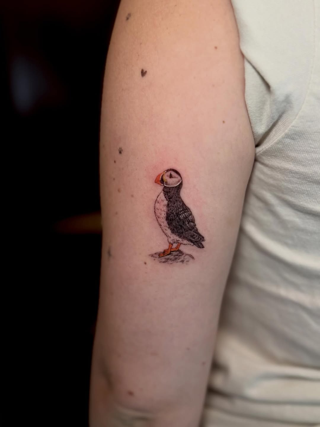 Puffin bird fine line tattoo on the forearm by Ana Blatt