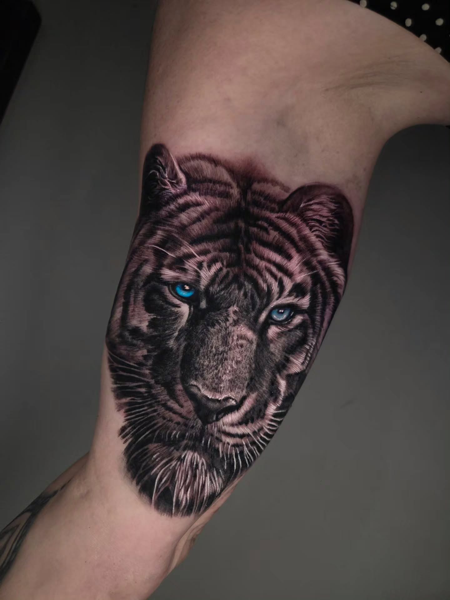 Tiger realism tattoo on the forearm by Preston