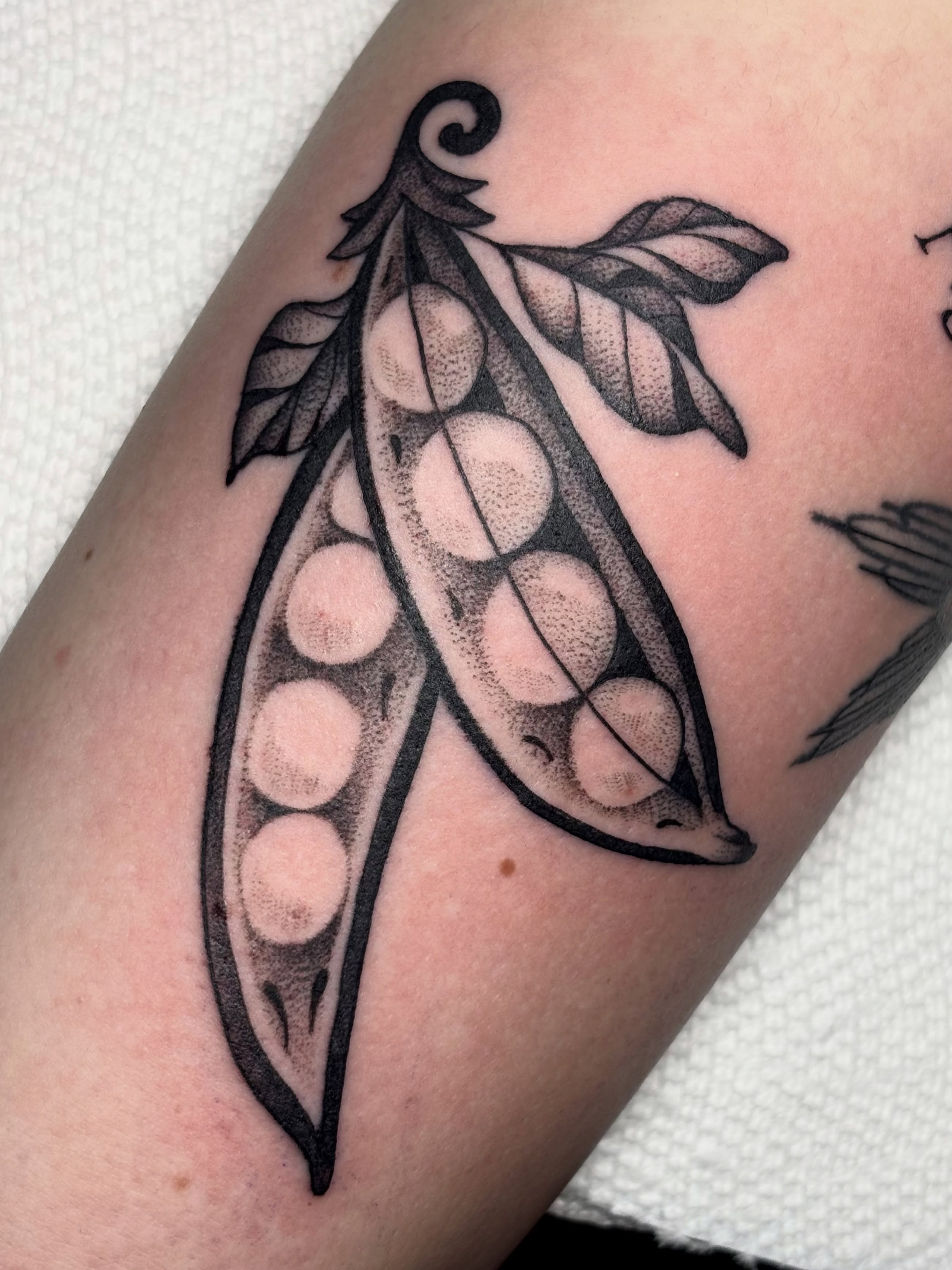 Pea pod dotwork tattoo on the forearm by ✨madison✨, Portland, Oregon
