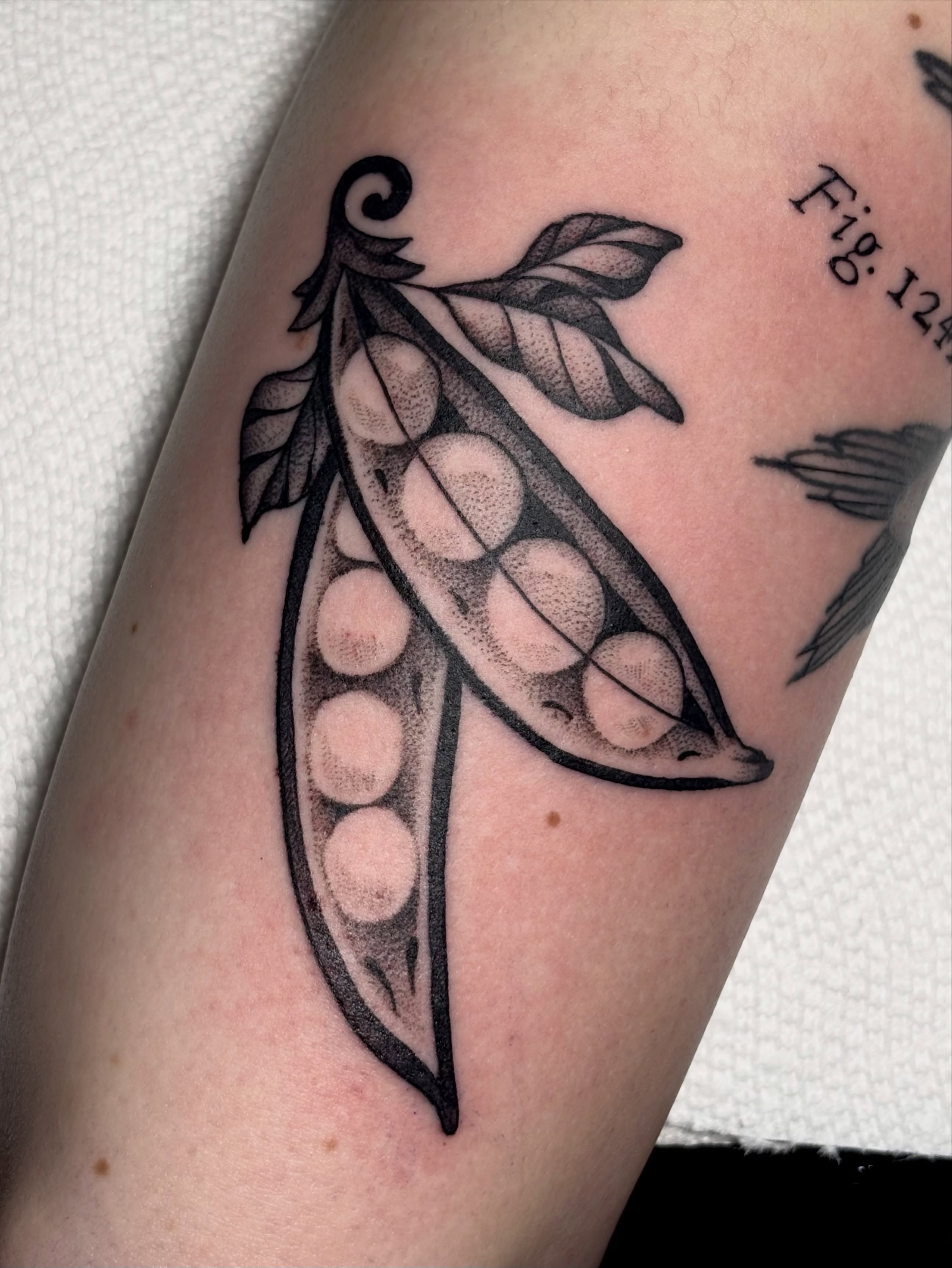 Pea pod dotwork tattoo on the forearm by ✨madison✨, Portland, Oregon