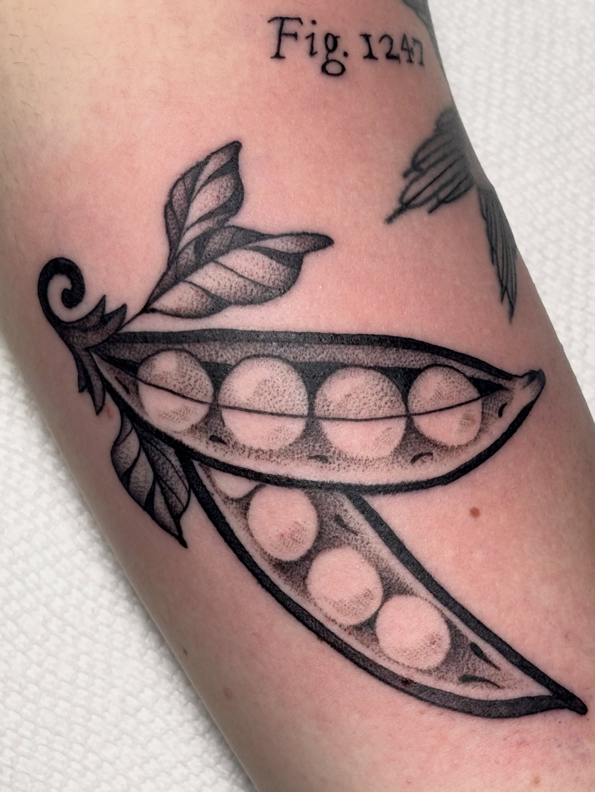 Pea pod dotwork tattoo on the forearm by ✨madison✨, Portland, Oregon