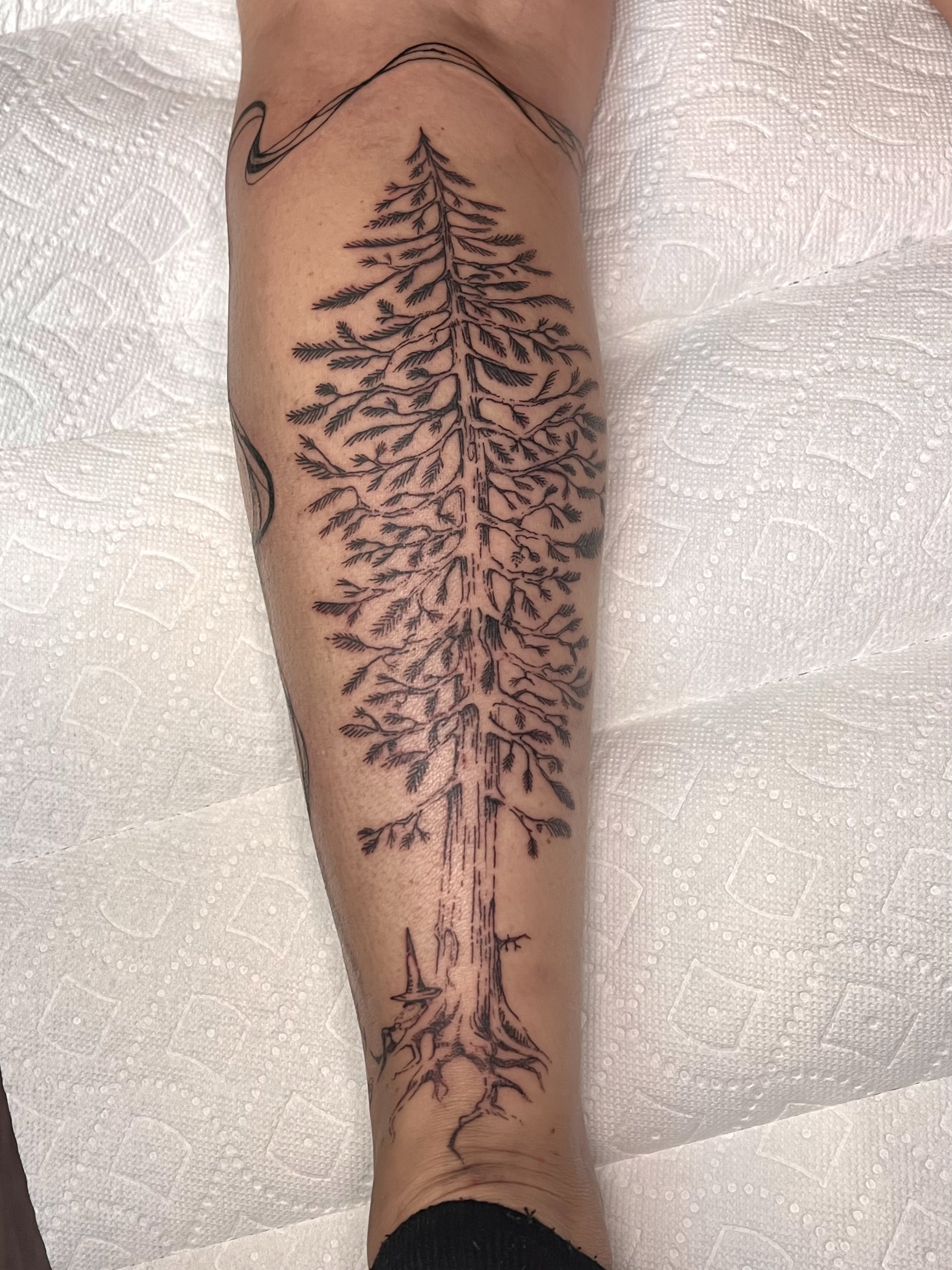 Pine tree black and grey tattoo on the forearm by ꧁ 𝓛𝖎𝖛 ꧂, Cambridge, Massachusetts