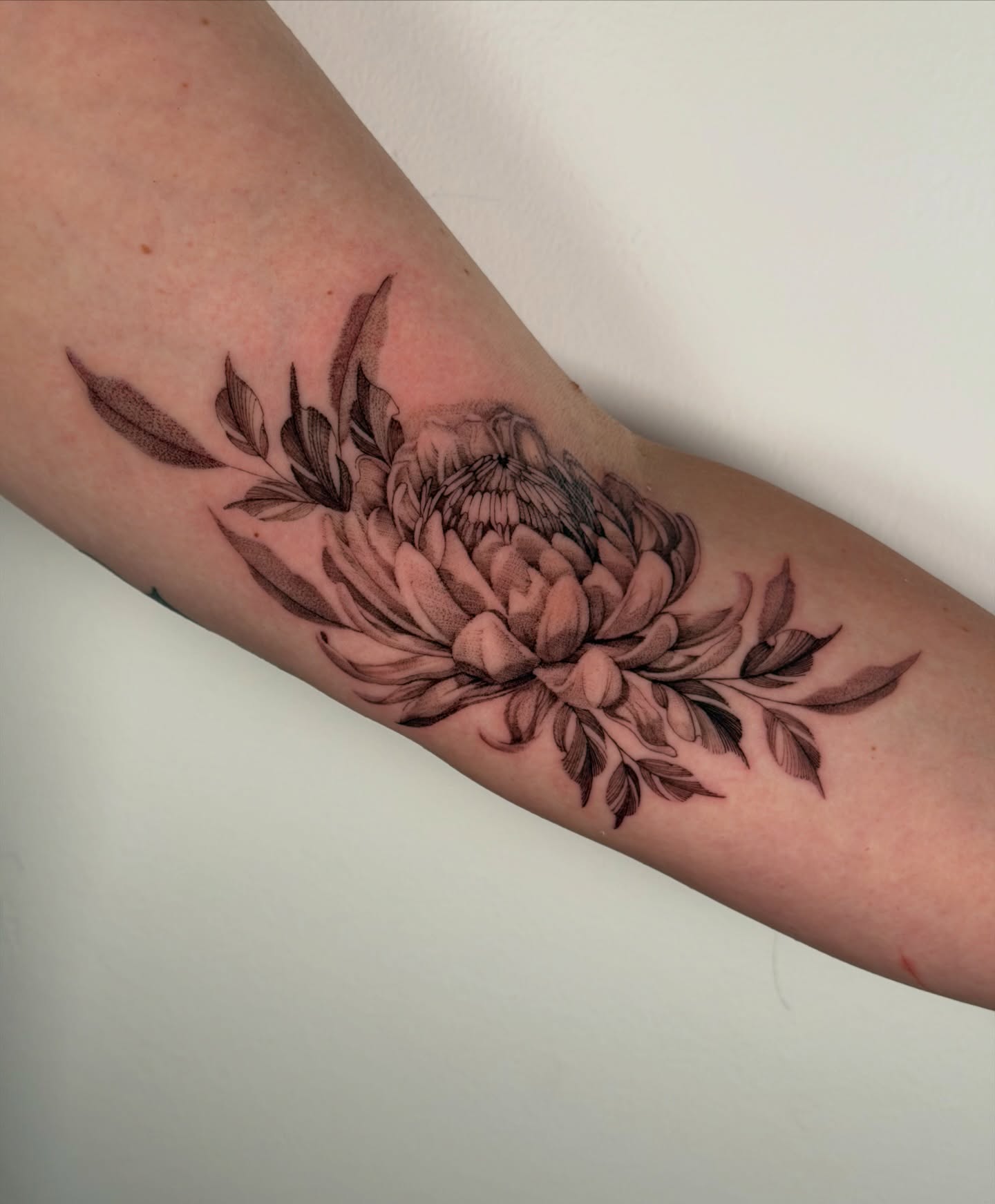 Chrysanthemum black and grey tattoo on the forearm by Cyn