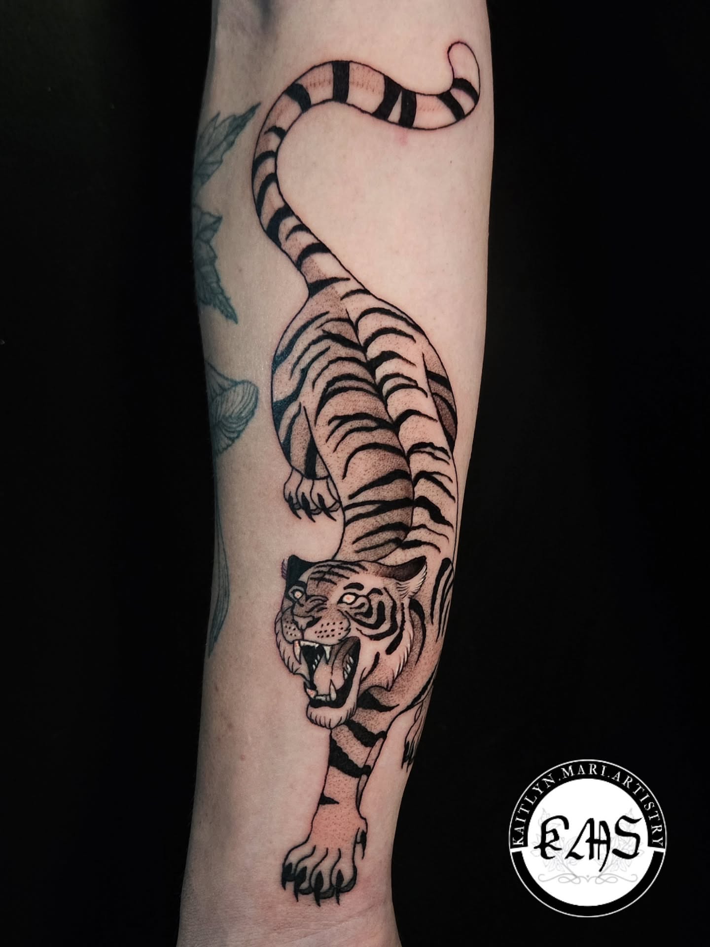 Roaring tiger American traditional tattoo on the forearm by Kaitlyn Marianna Skewes 🌙 Illustrative
